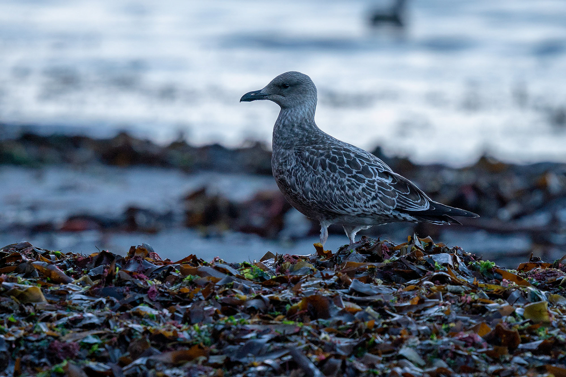 Mantelmöwe, juvenile