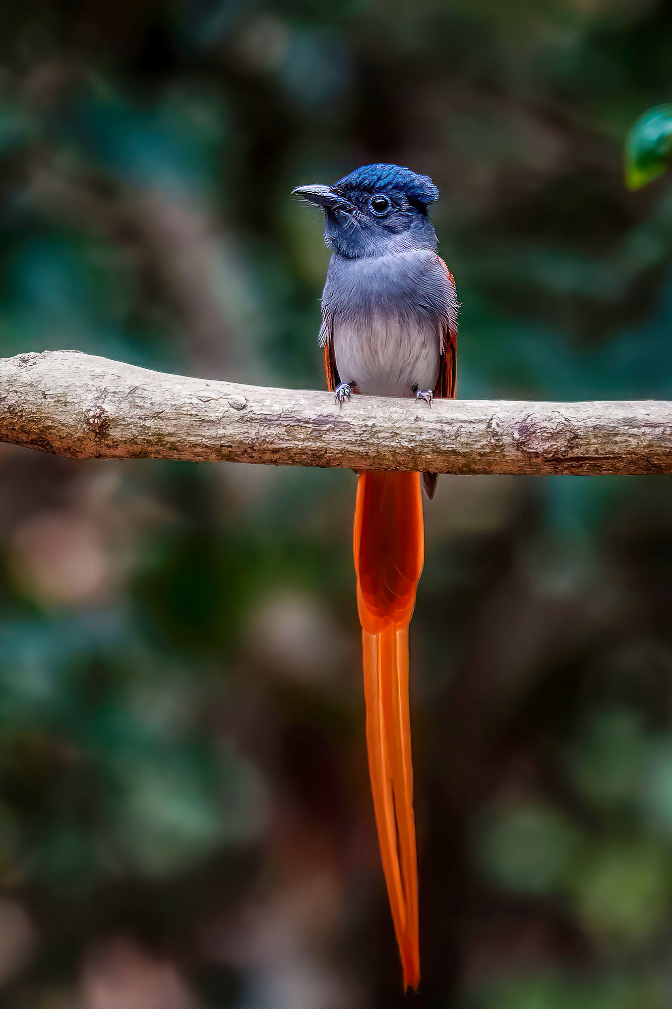 Asiatischer Paradiesschnäpper - Hainparadiesschnäpper (M) / Asian Paradise Flycatcher