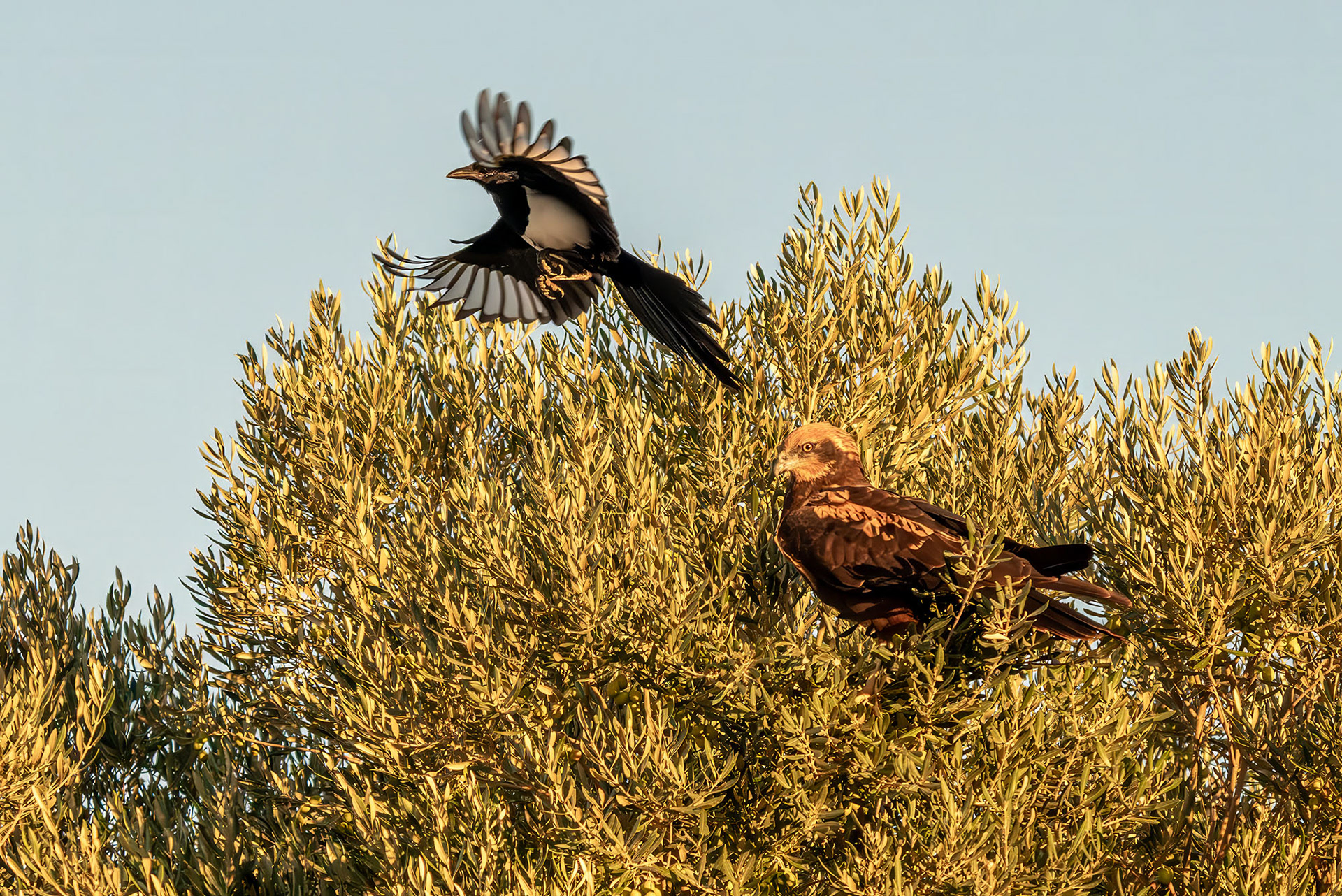 Elster attackiert Rohrweihe, female
