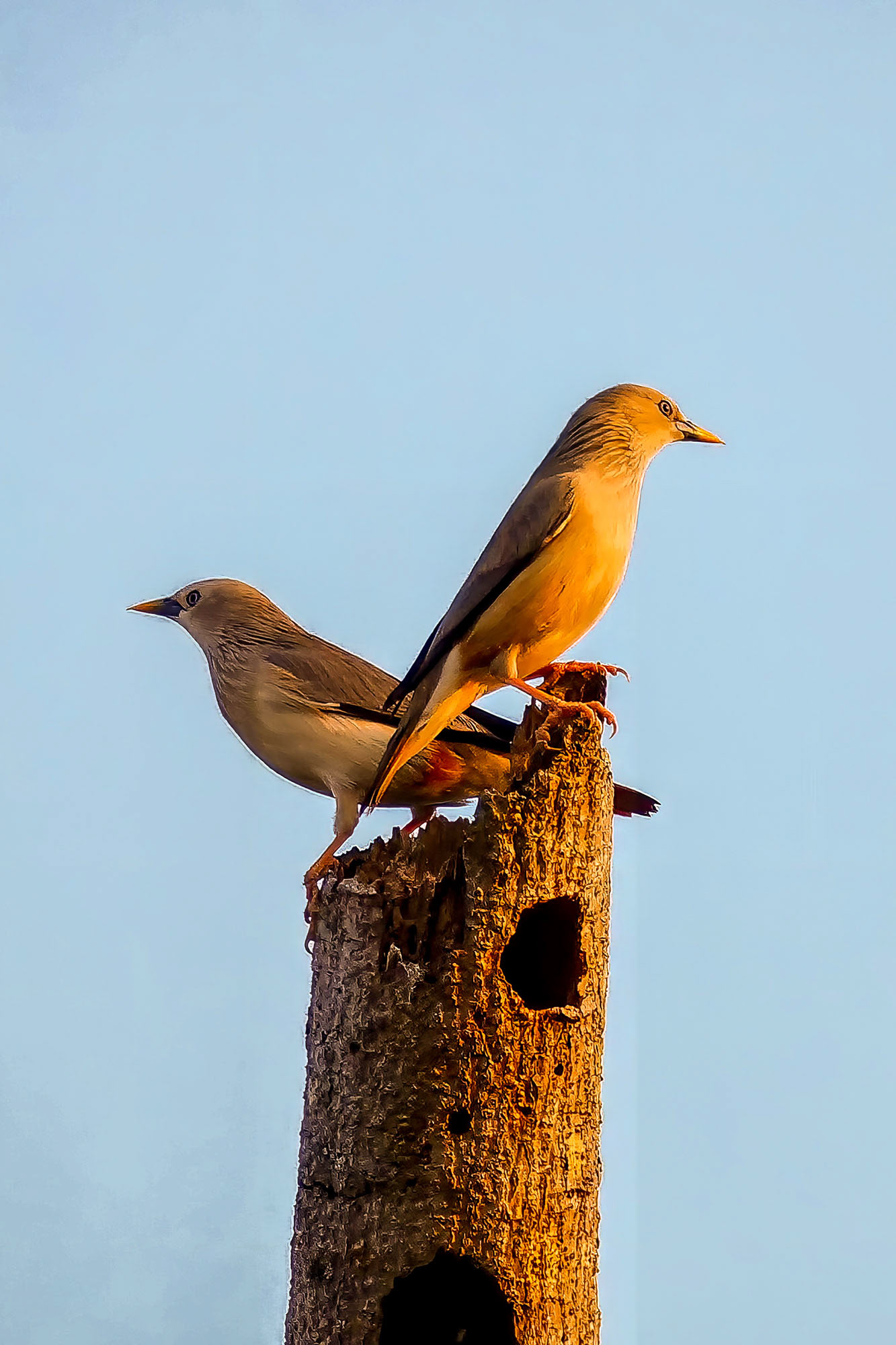 Graukopfstar / Chestnut-tailed Starling or Grey-headed Myna
