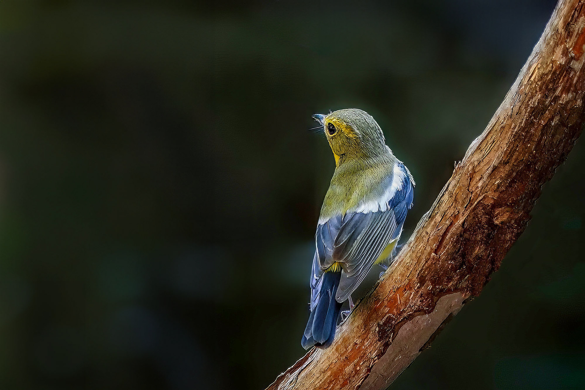 Narzissenschnäpper-elisae / Green-backed Flycatcher