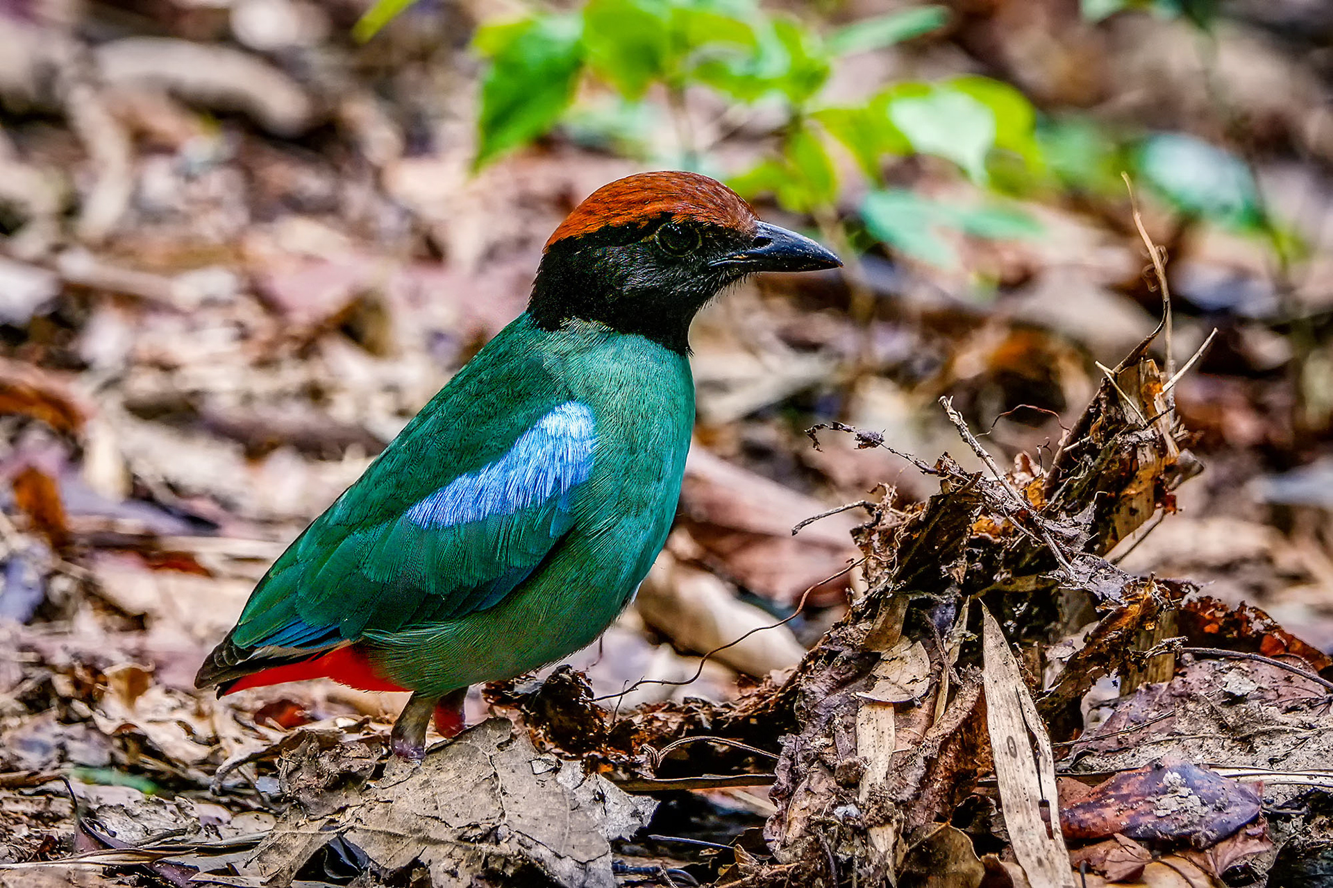 pitta sordida