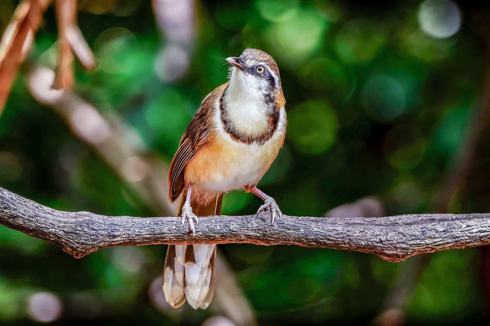 Lätzchenhäherling / Lesser Necklaced Laughingthrush