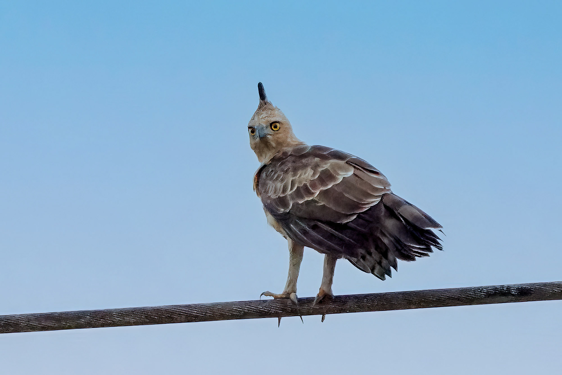 Dschungeladler / Wallace's Hawk-eagle