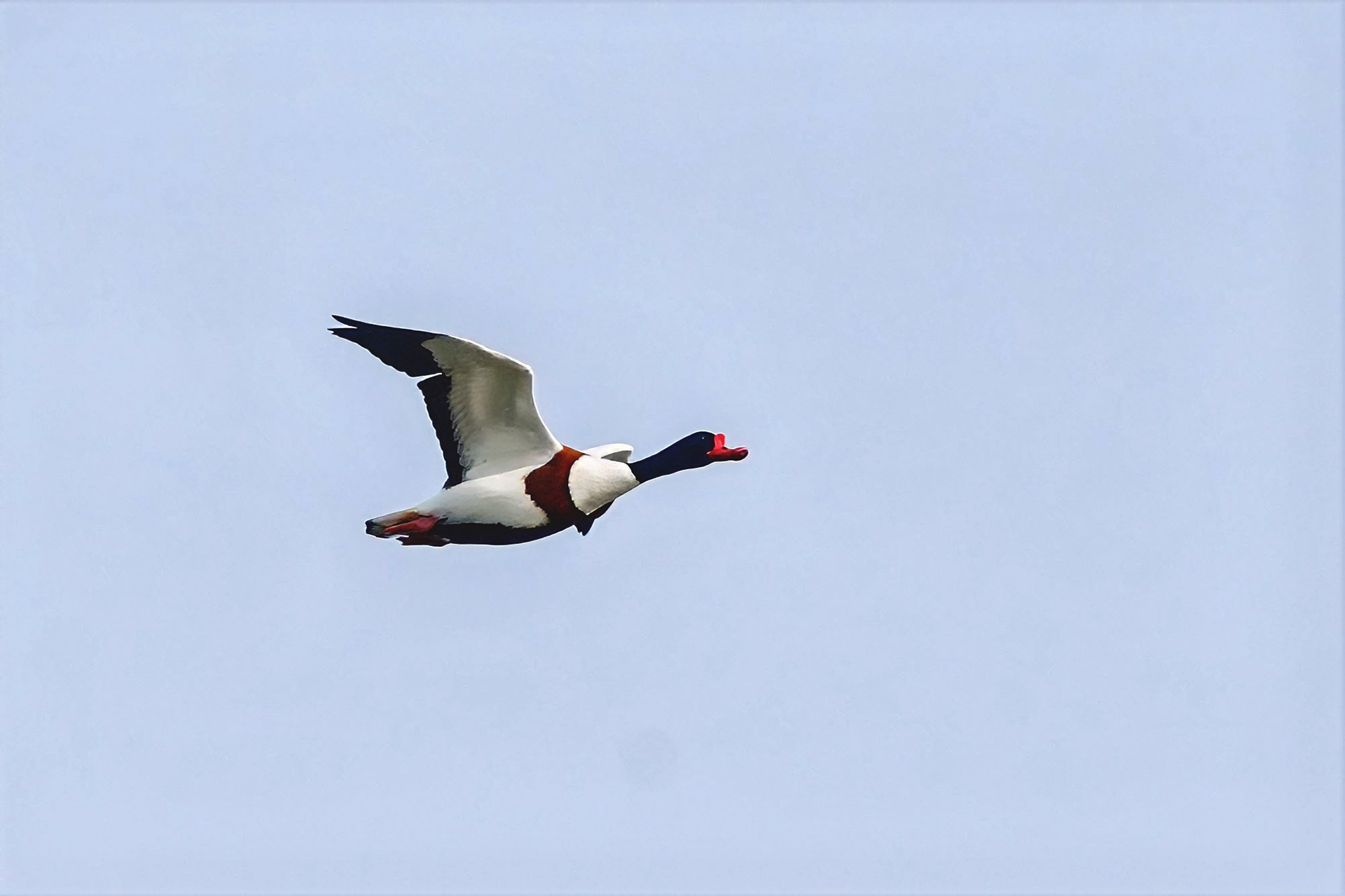 Brandgans, male