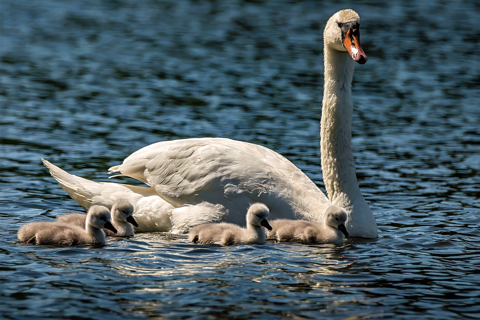 Höckerschwan