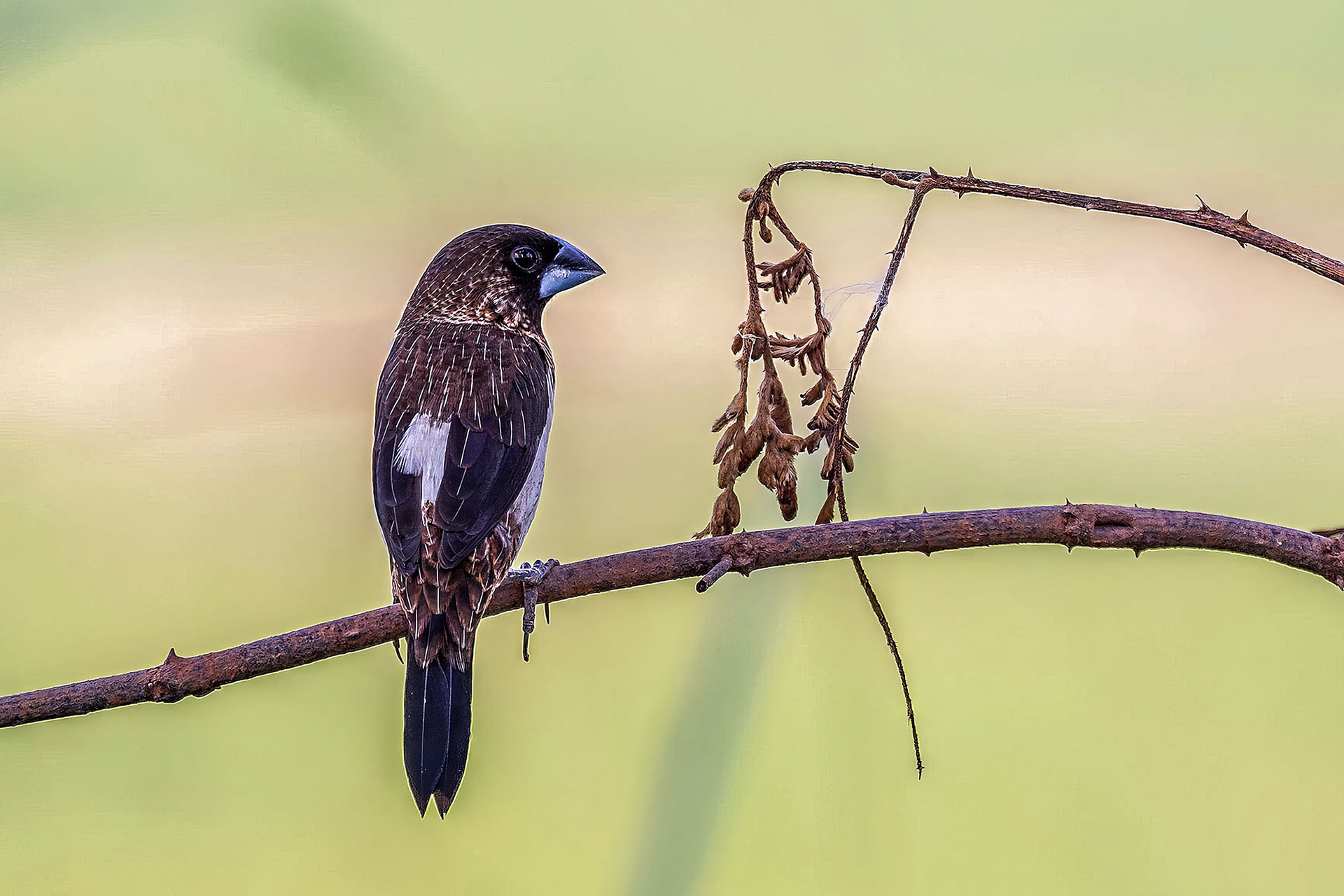 Spitzschwanz-Bronzemännchen