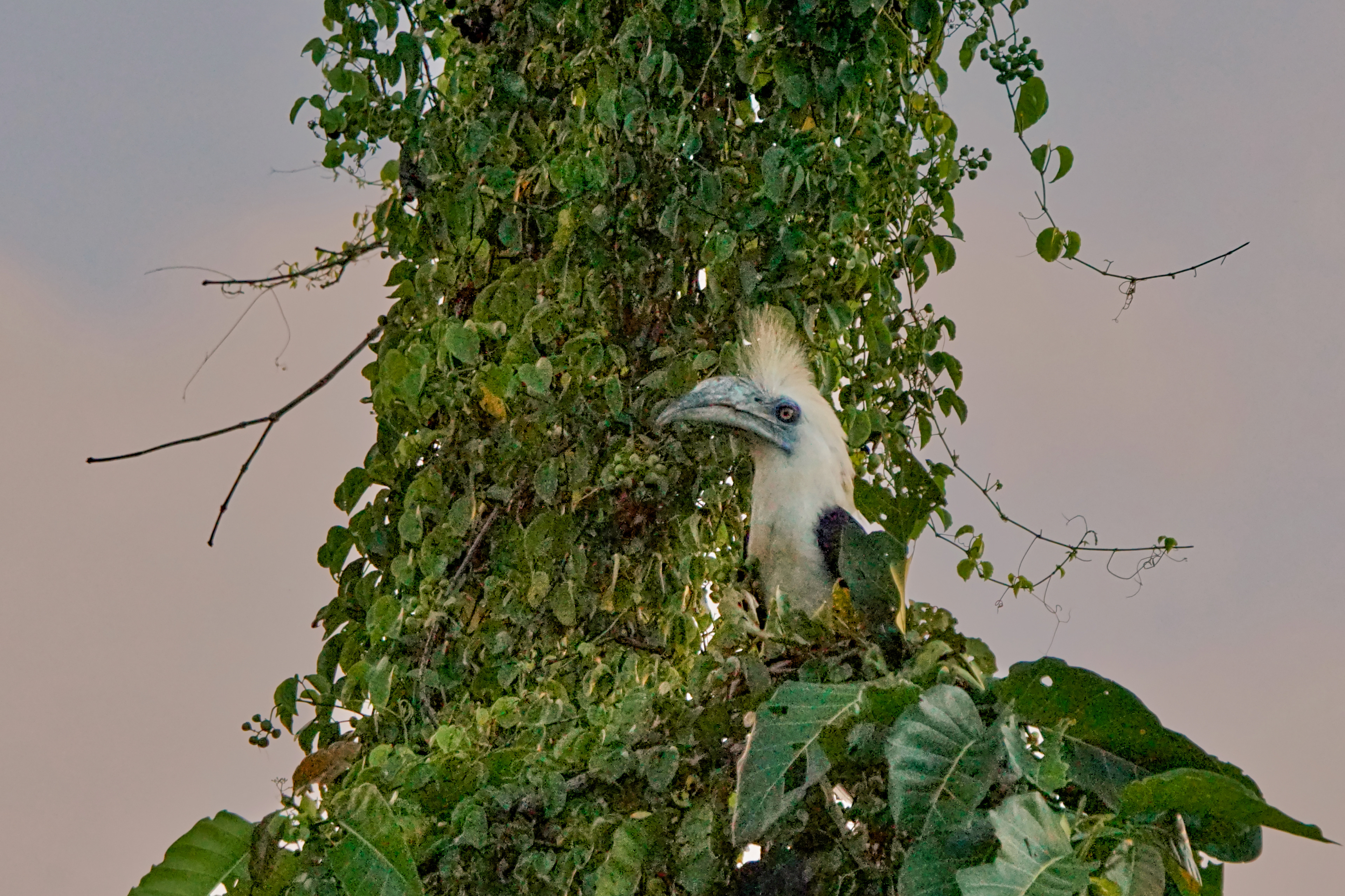 male