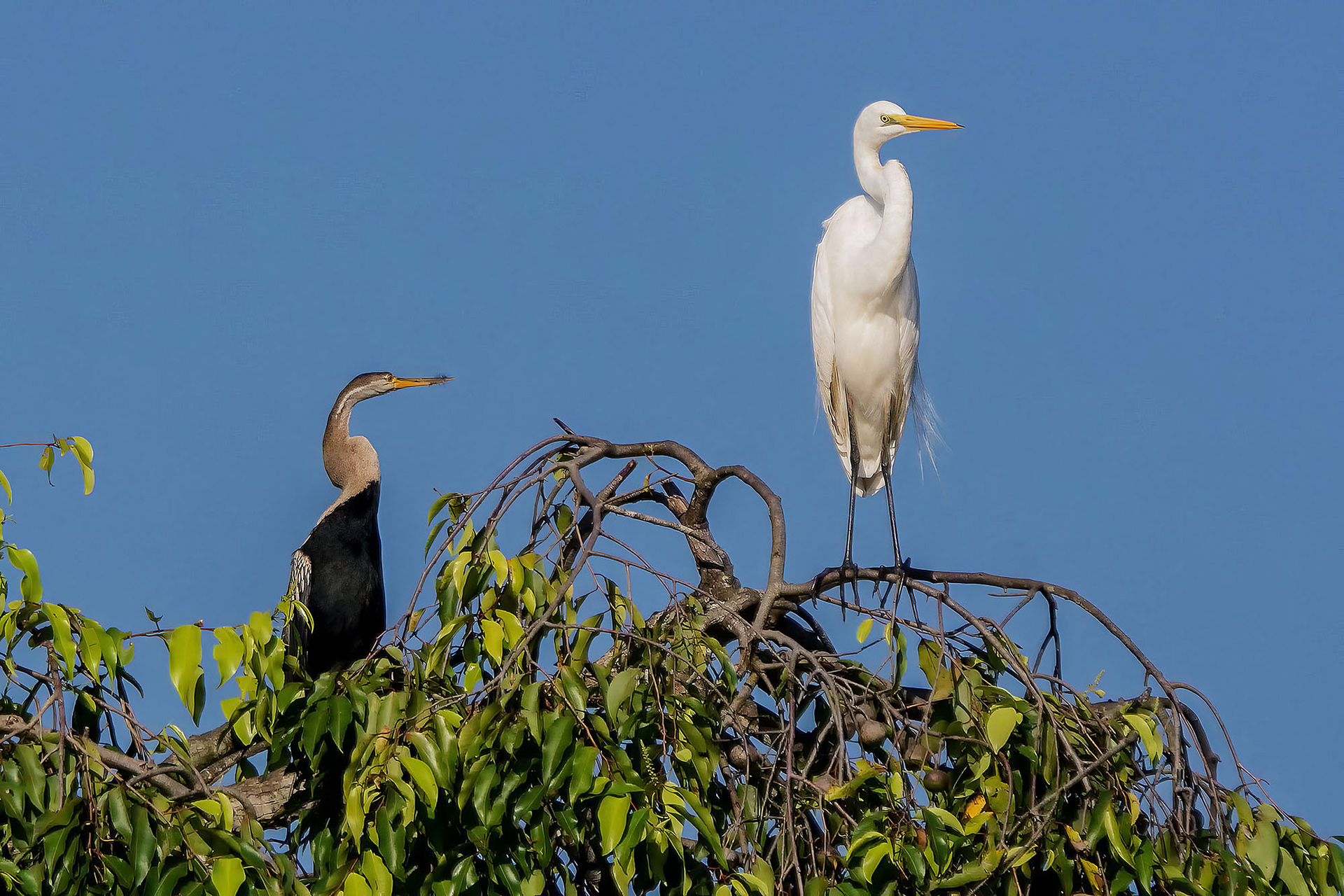 Silberreiher mit Schlangenhalsvogel / great white egret