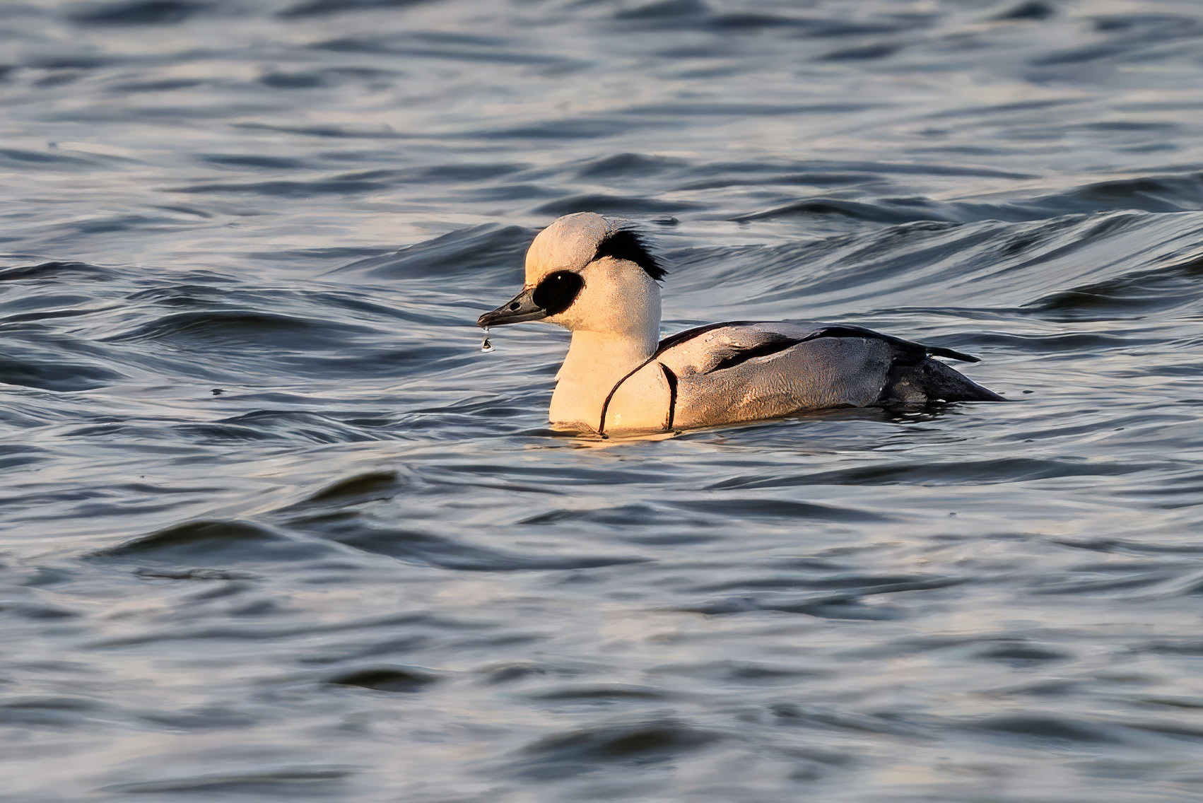 Zwergsäger, male