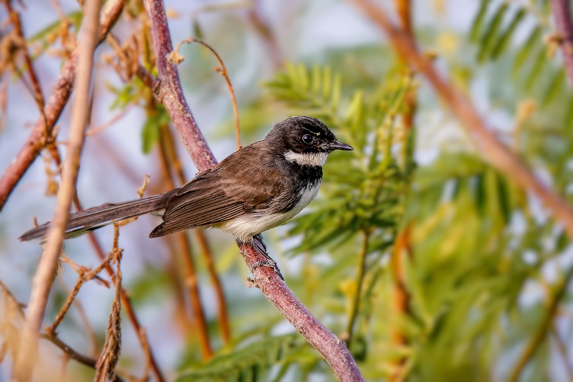 Malaienfächerschwanz