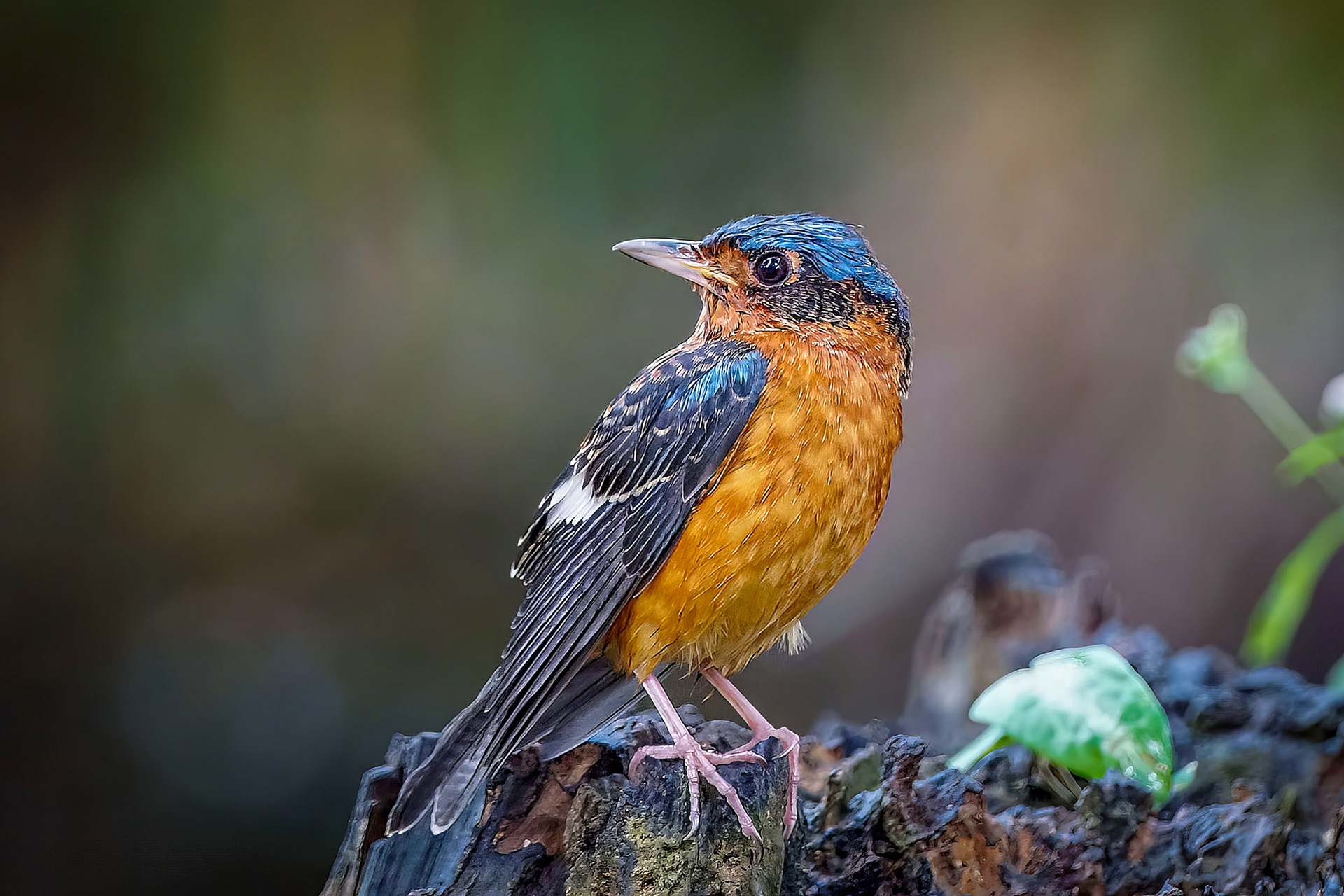 Amurrötel (M) / White-throated Rock-thrush