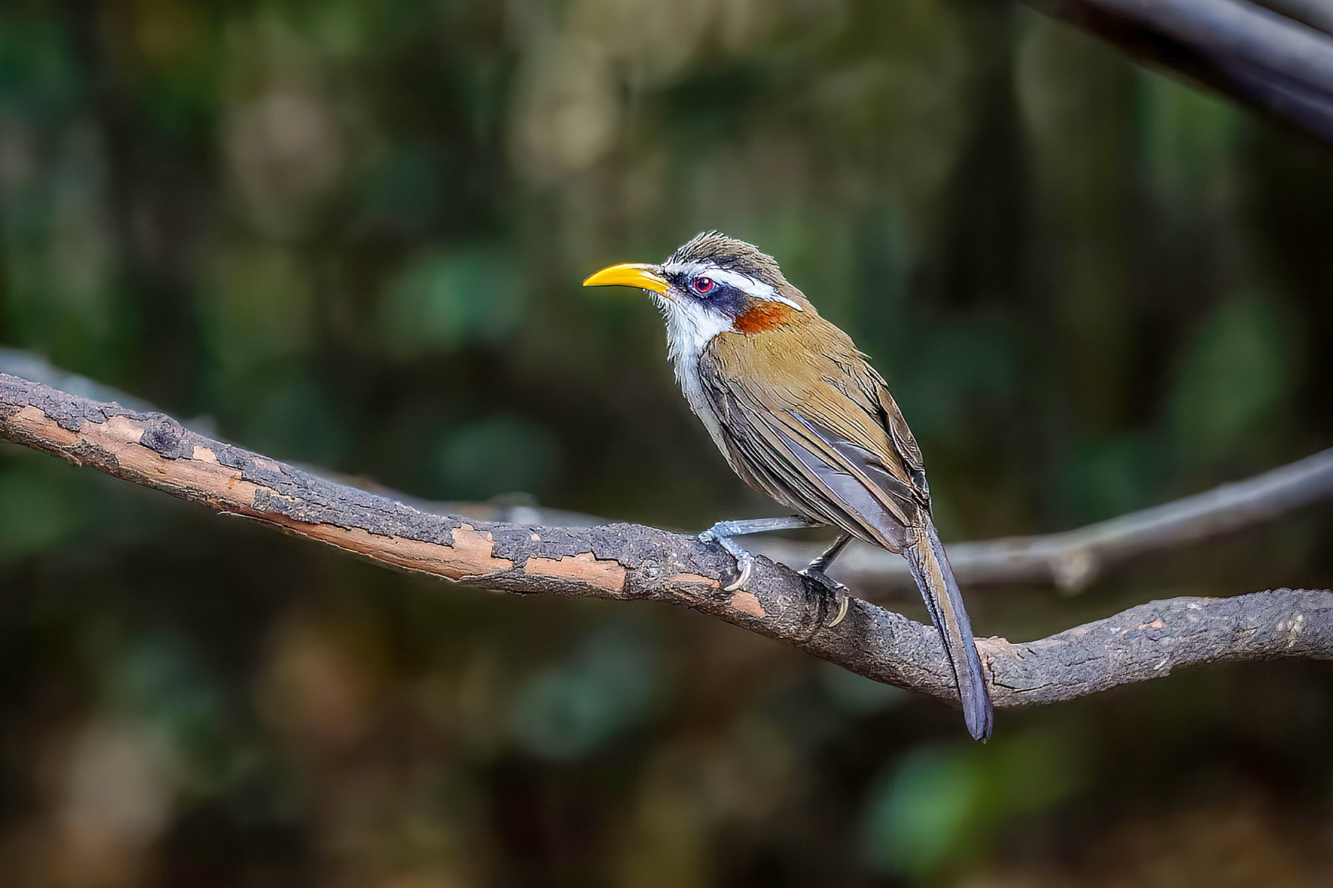 Himalajasäbler / White-browed Scimitar-babbler