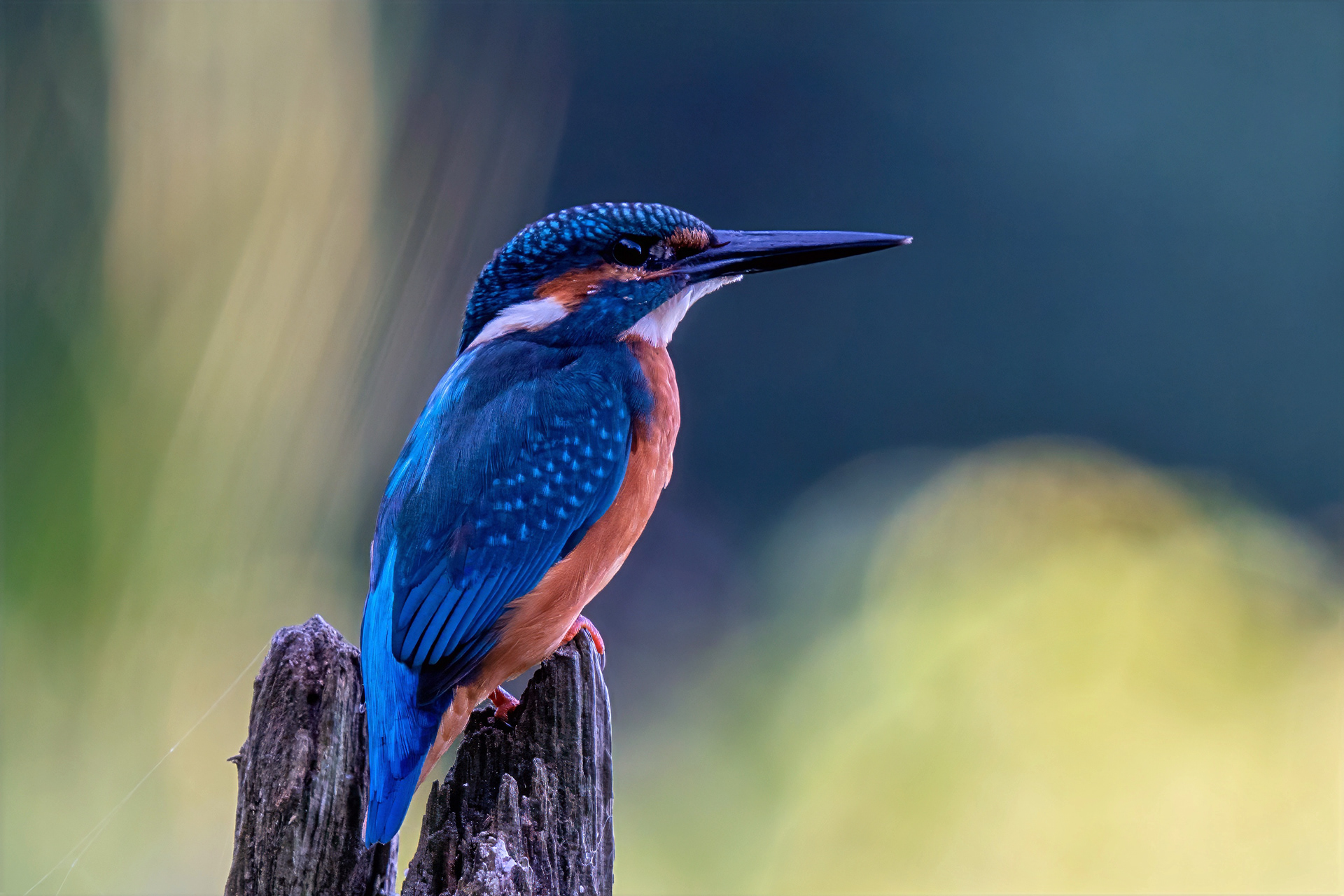 Eisvogel