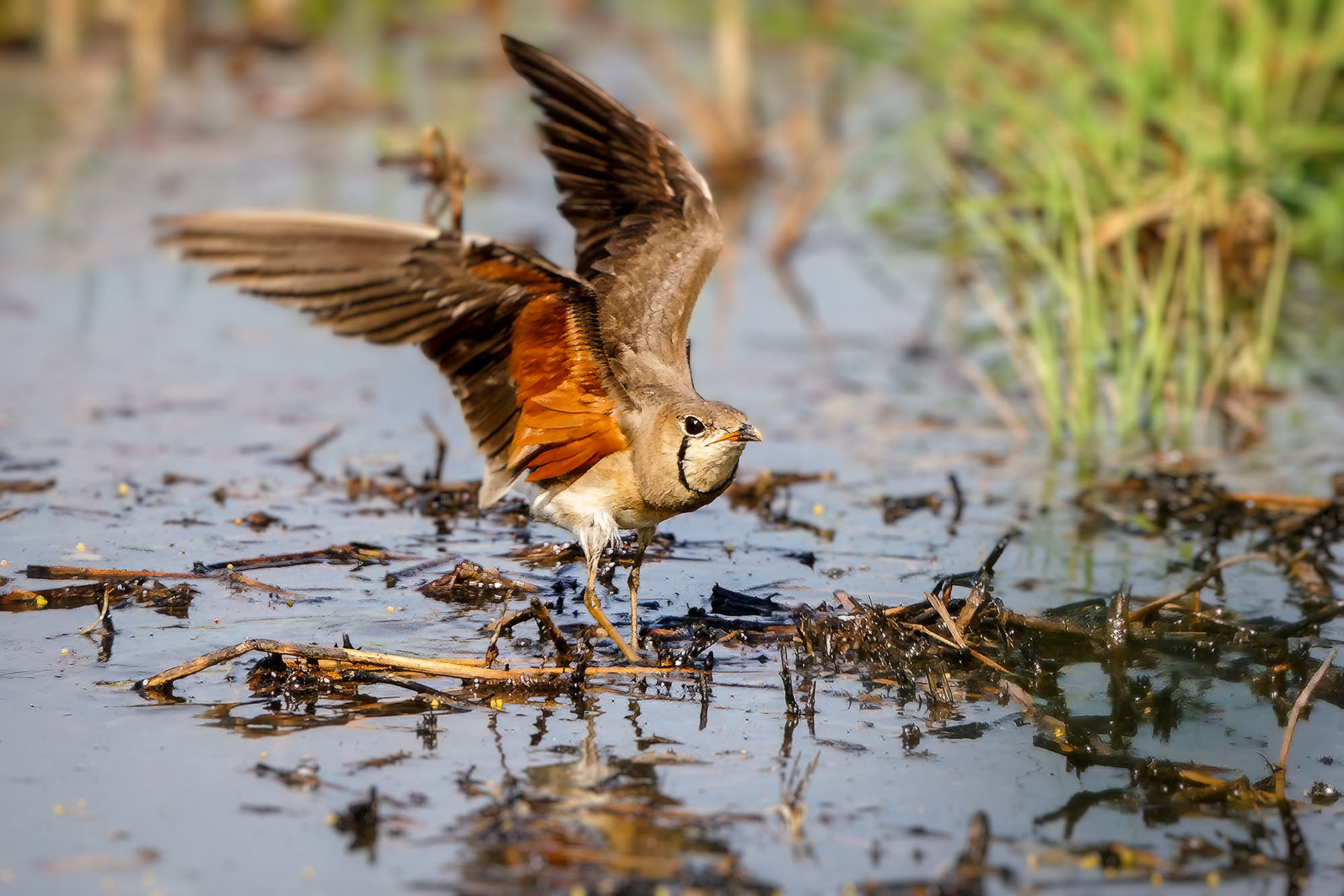 Orientbrachschwalbe /  oriental pratincole