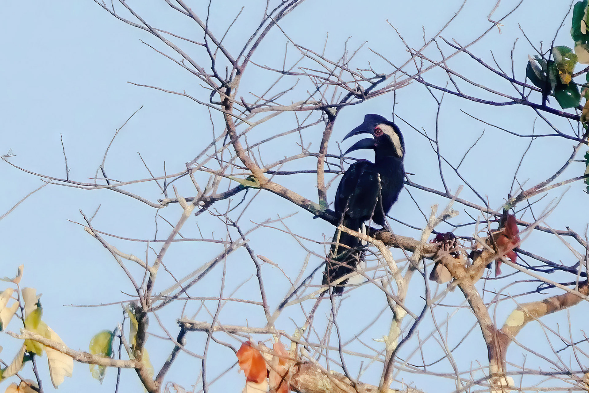 male