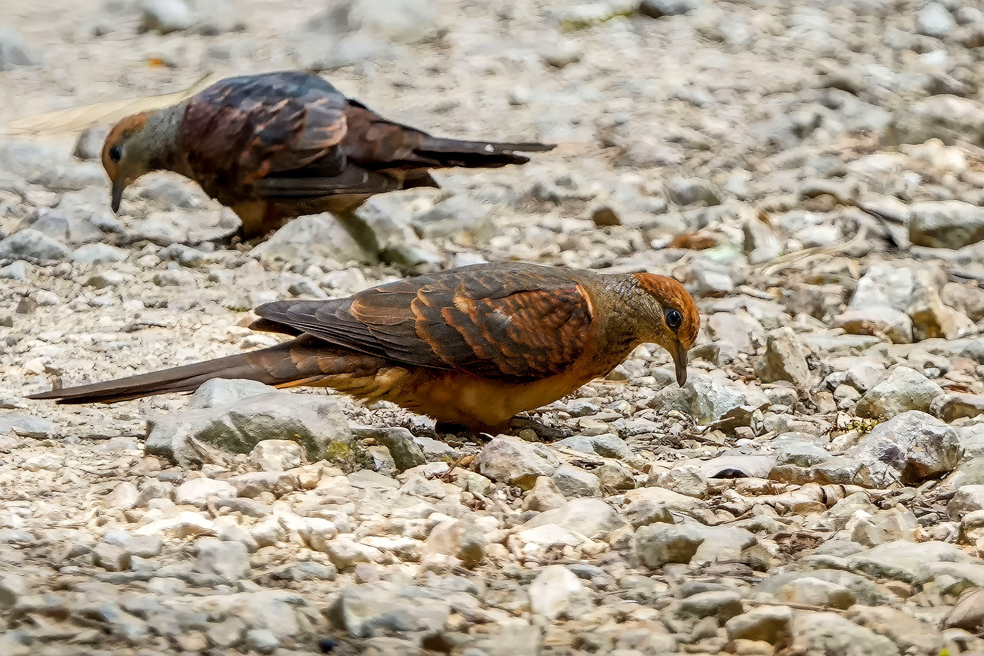 male & female