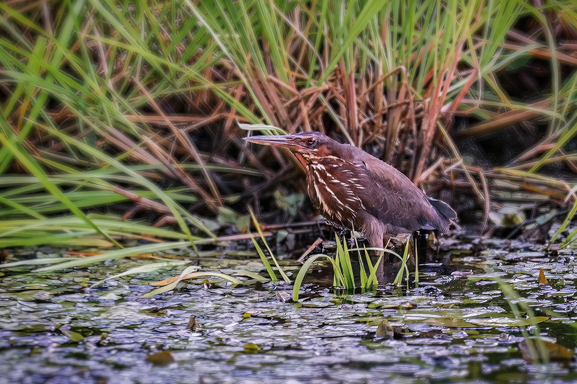 Schwarzdommel (female) / black bittern