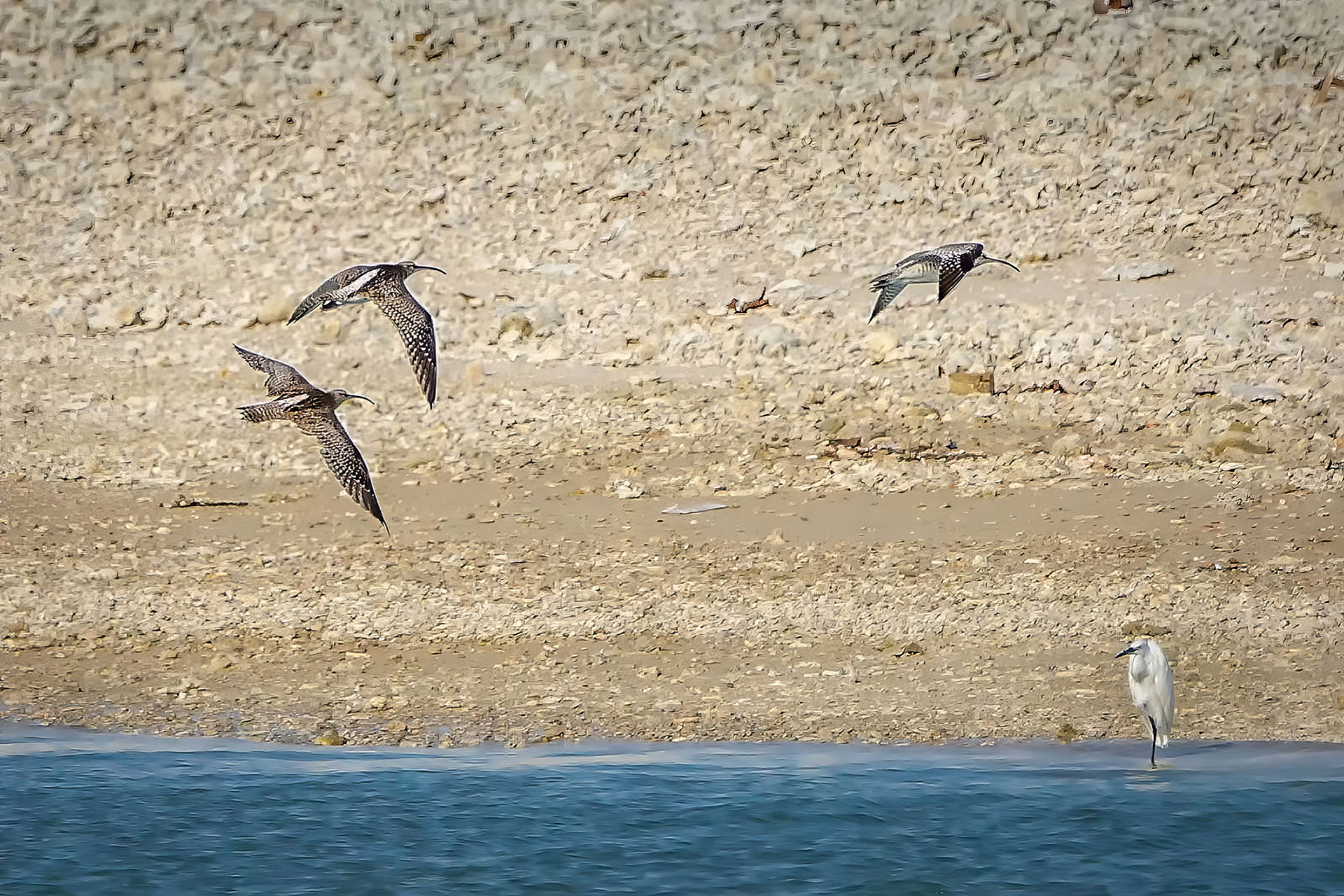 Regenbrachvogel / common whimbrel