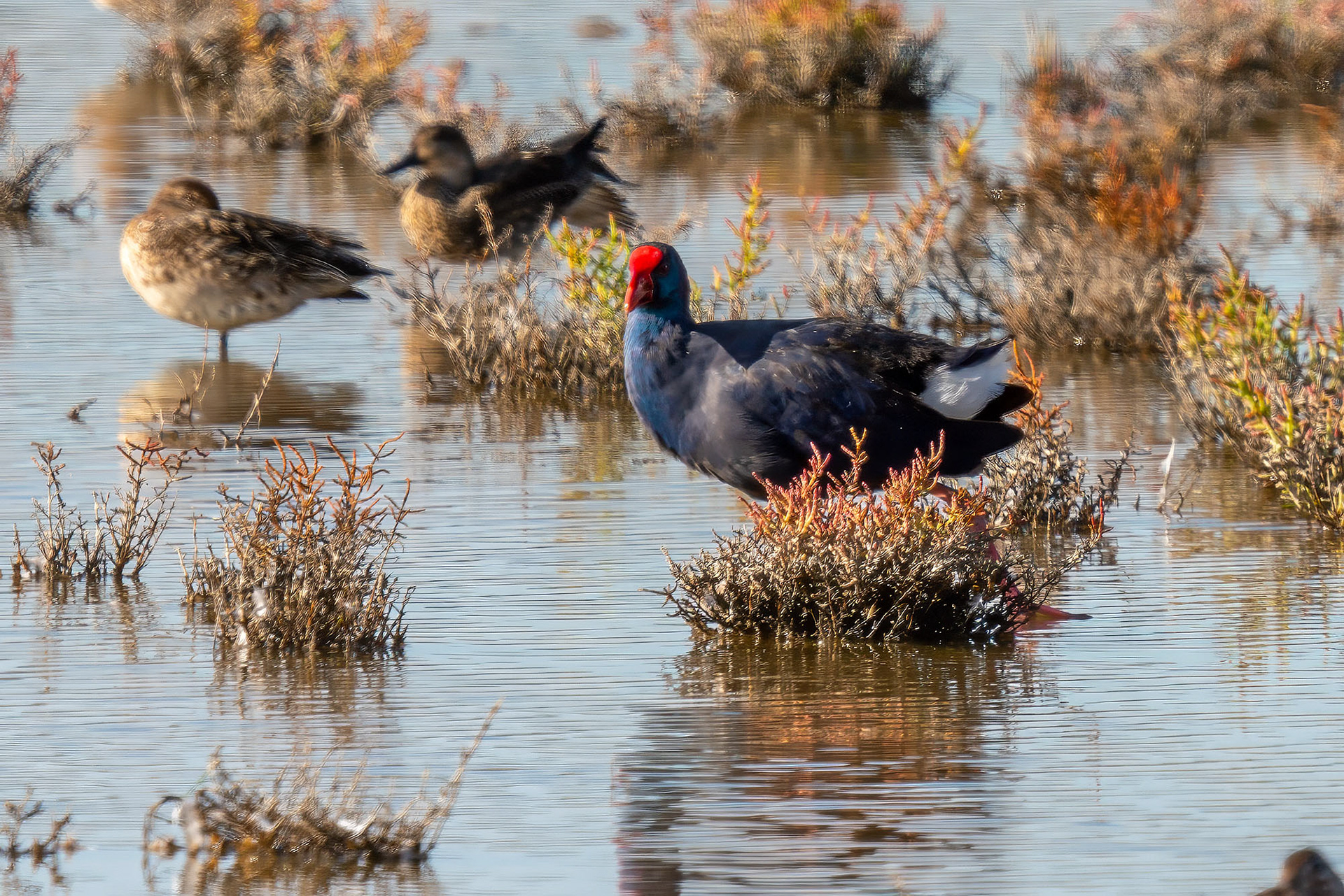 Purpurhuhn