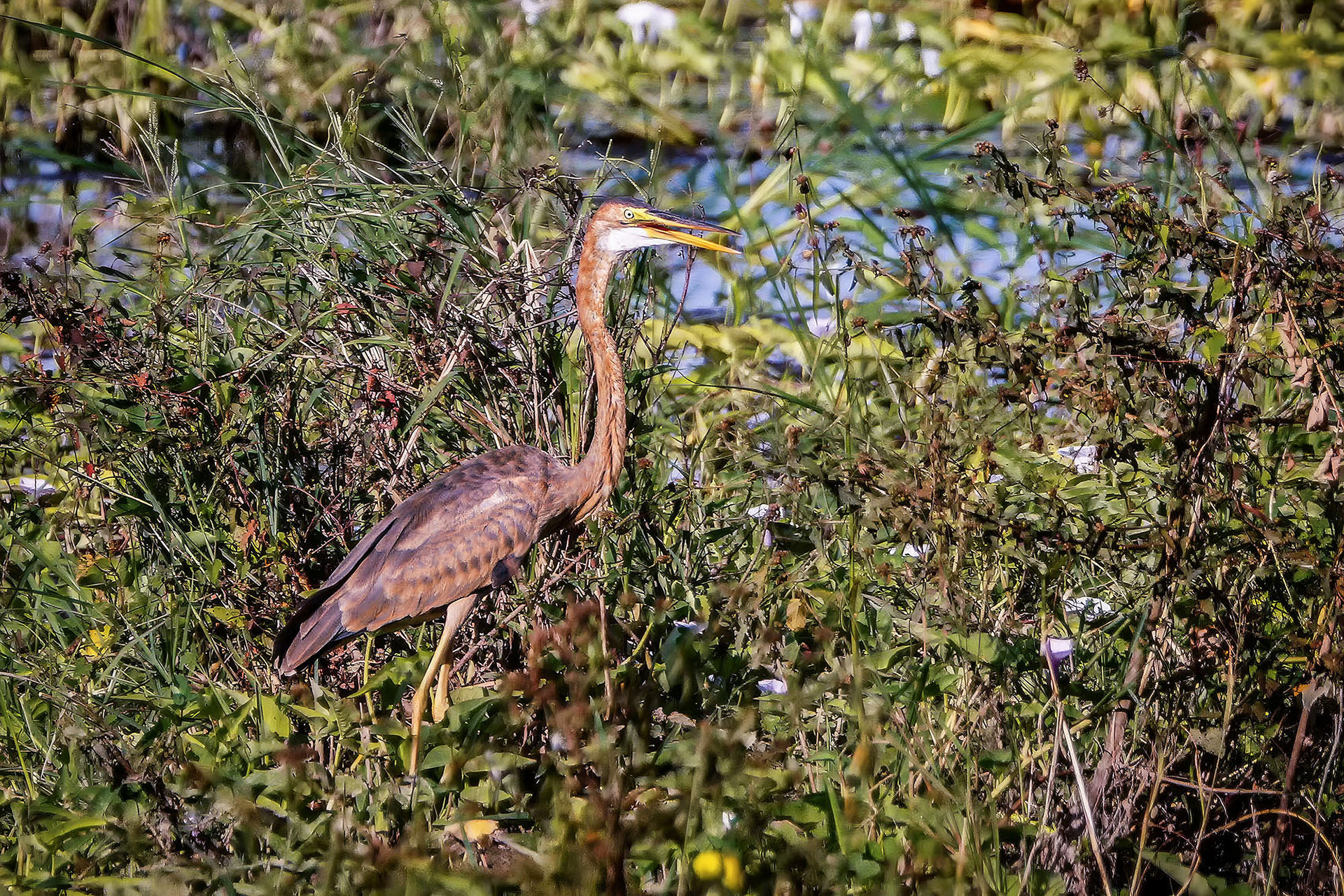 Purpurreiher / purple heron