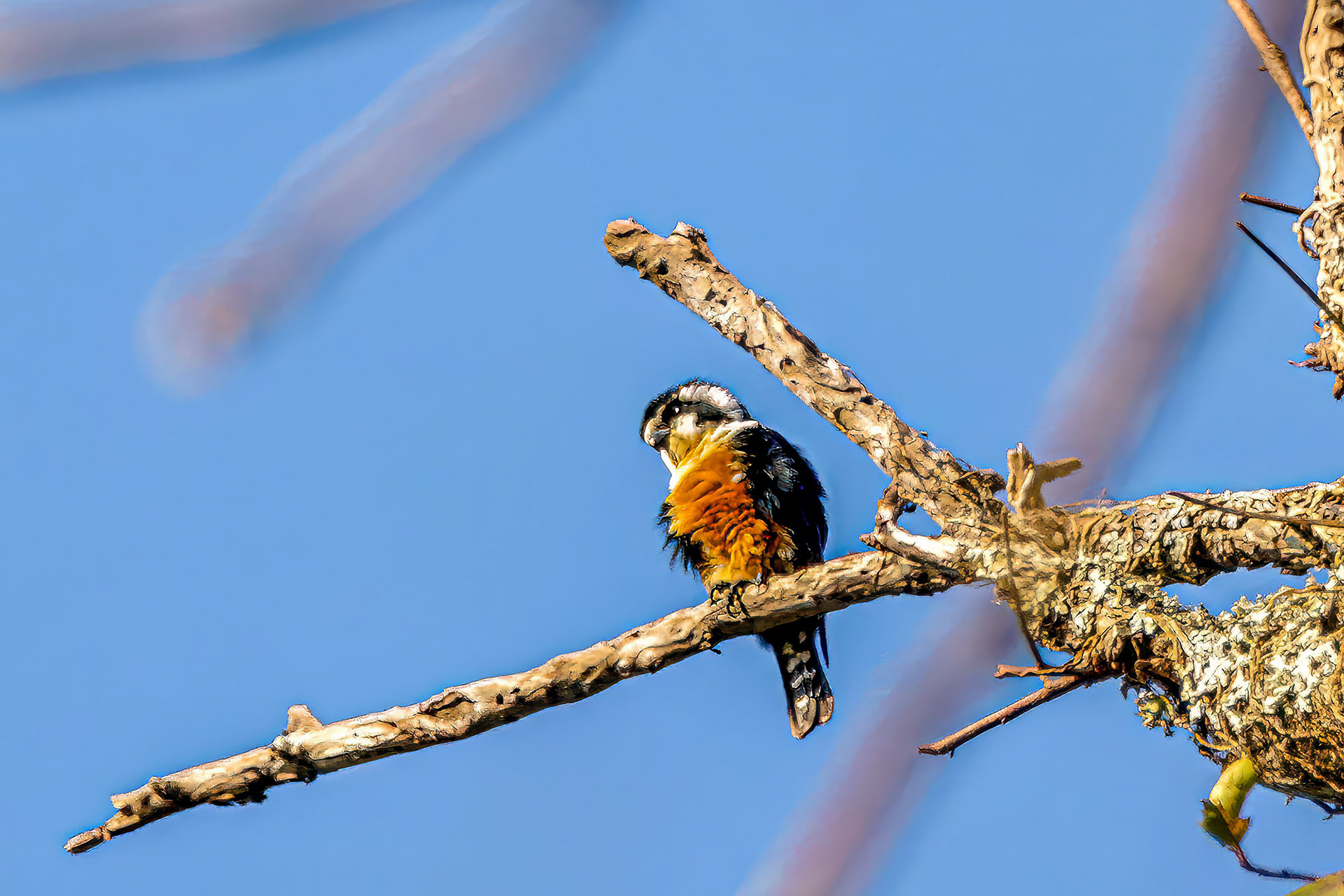 Finkenfälkchen / Black-thighed Falconet