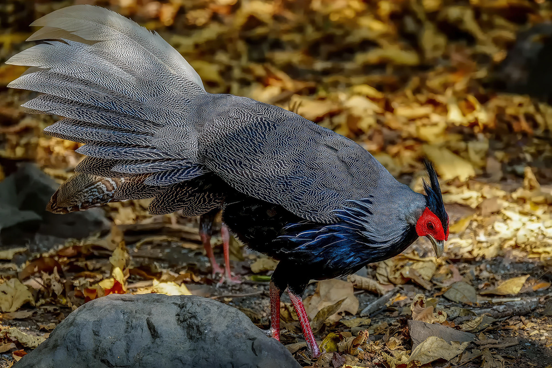 male