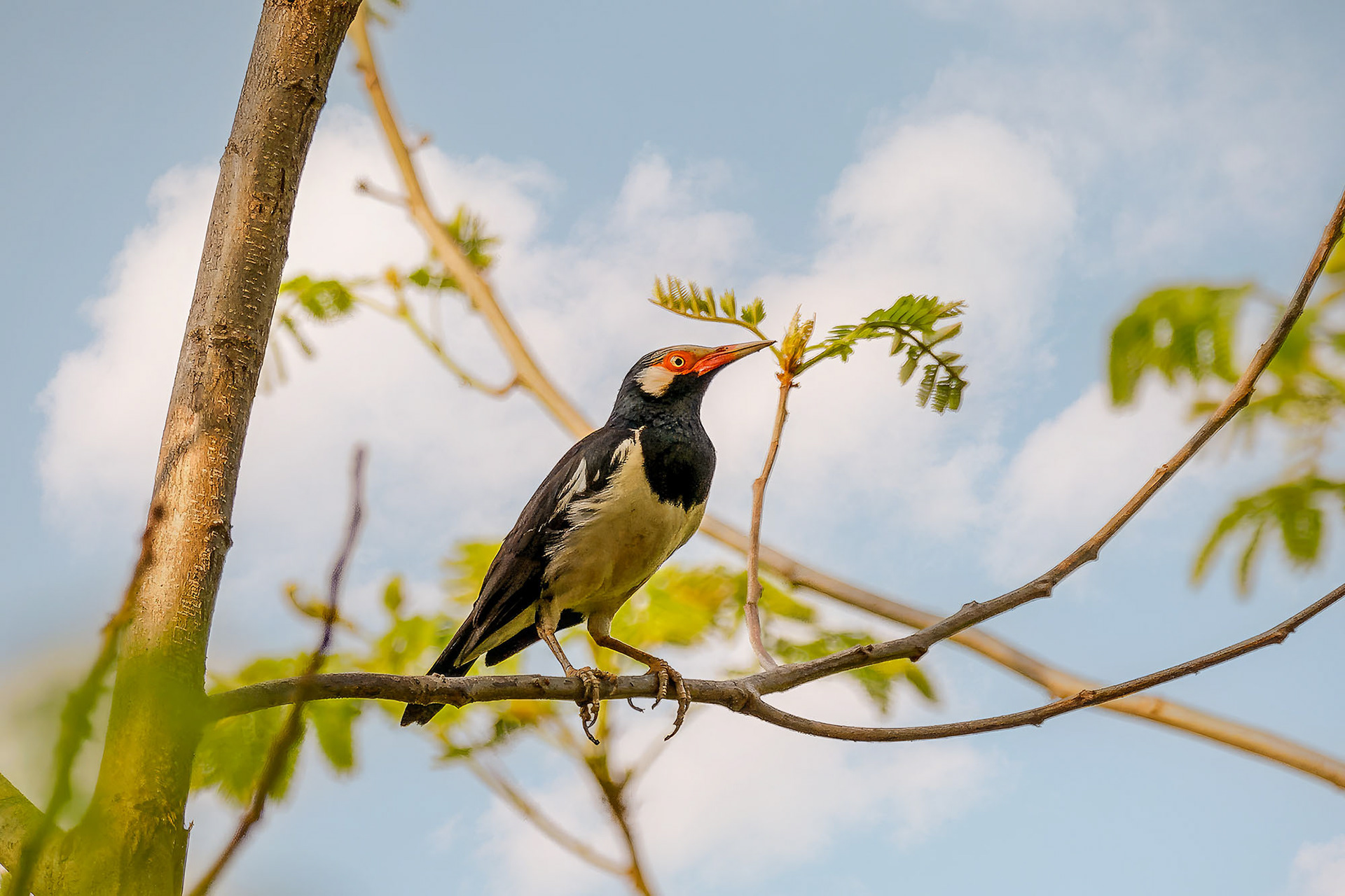 Elsterstar / Indian pied myna