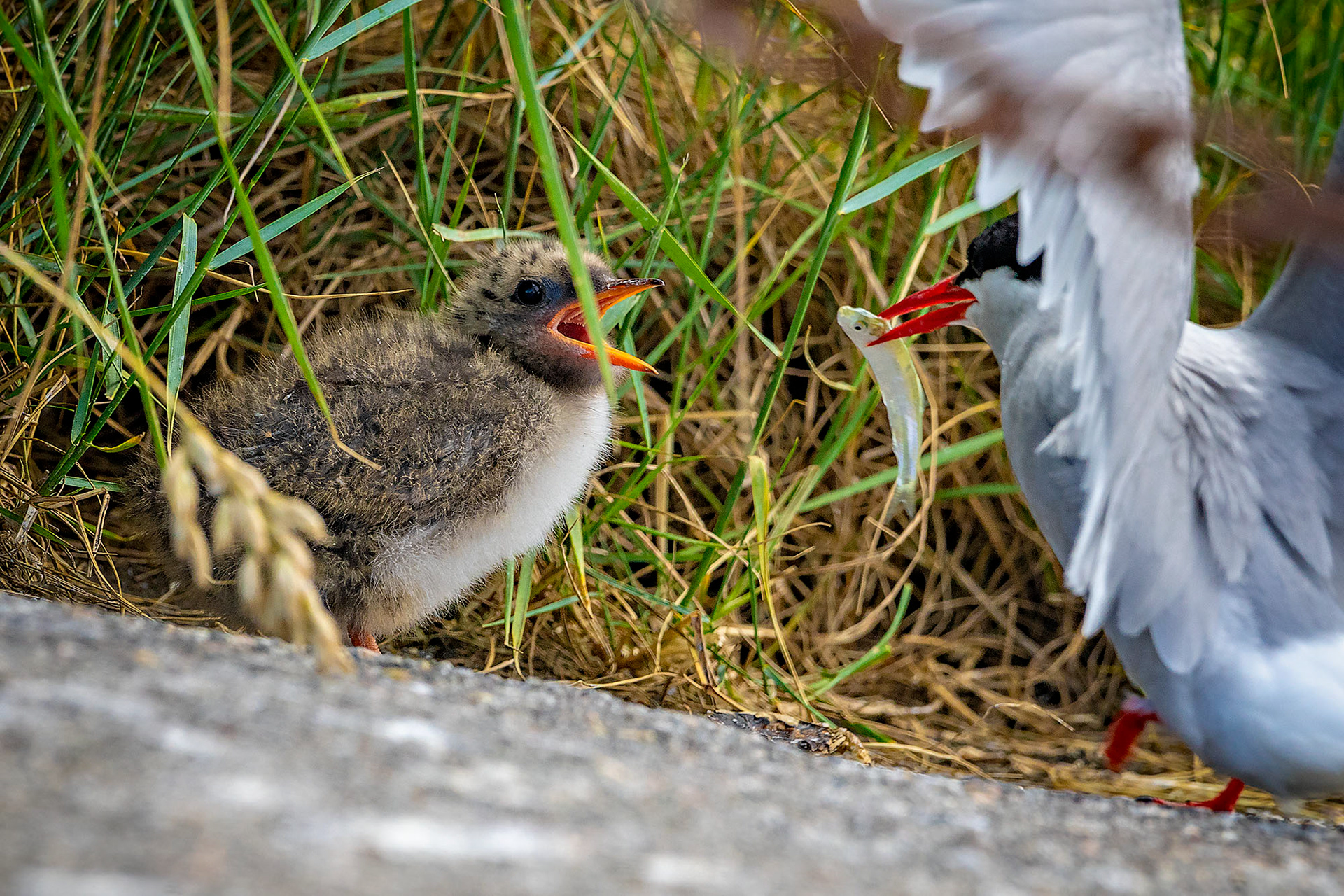 Küstenseeschwalbe füttert die Jungen