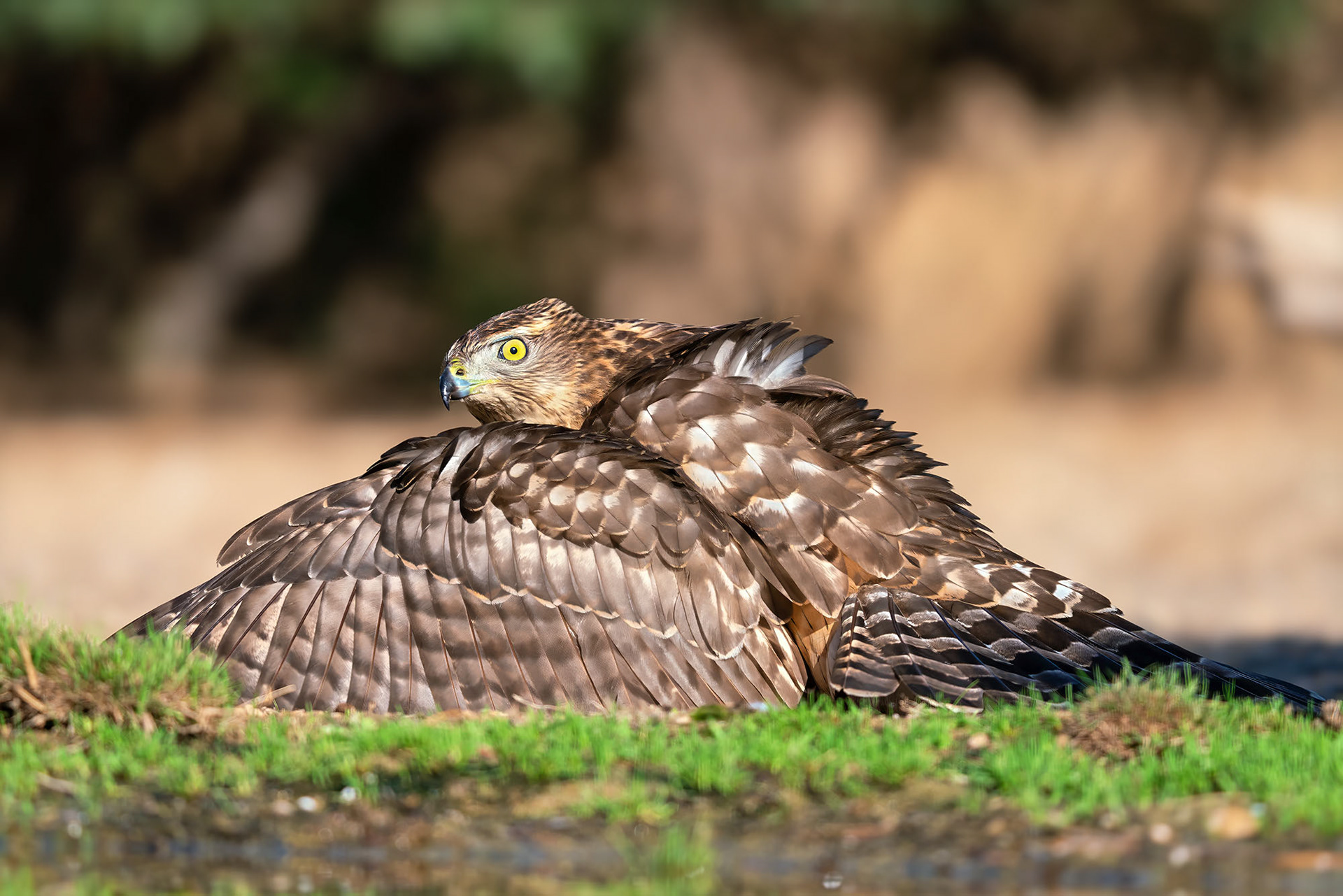Habicht, juvenile. Nervös wacht er über seine Beute durch lautes Rufen und Manteln