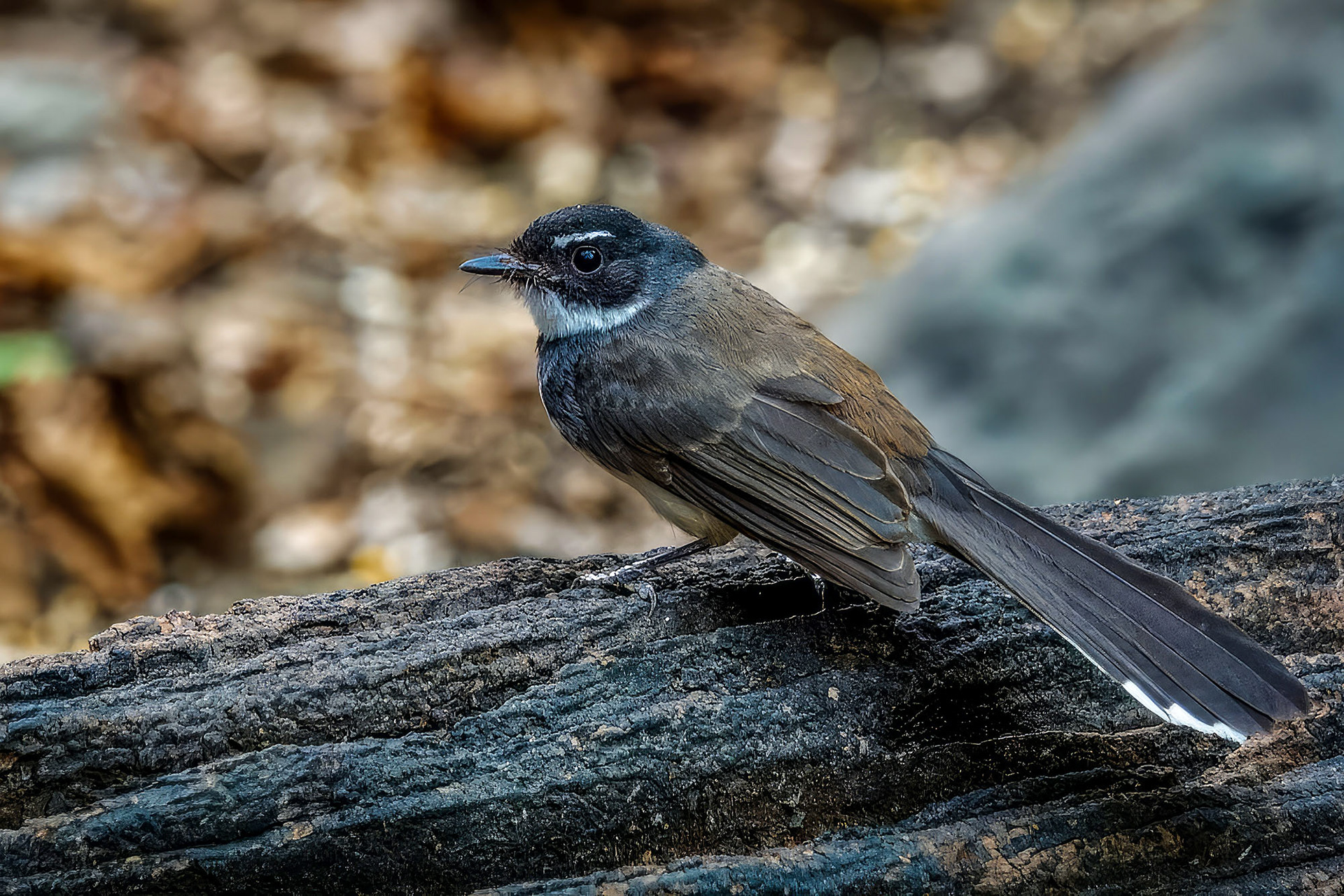 Malaienfächerschwanz