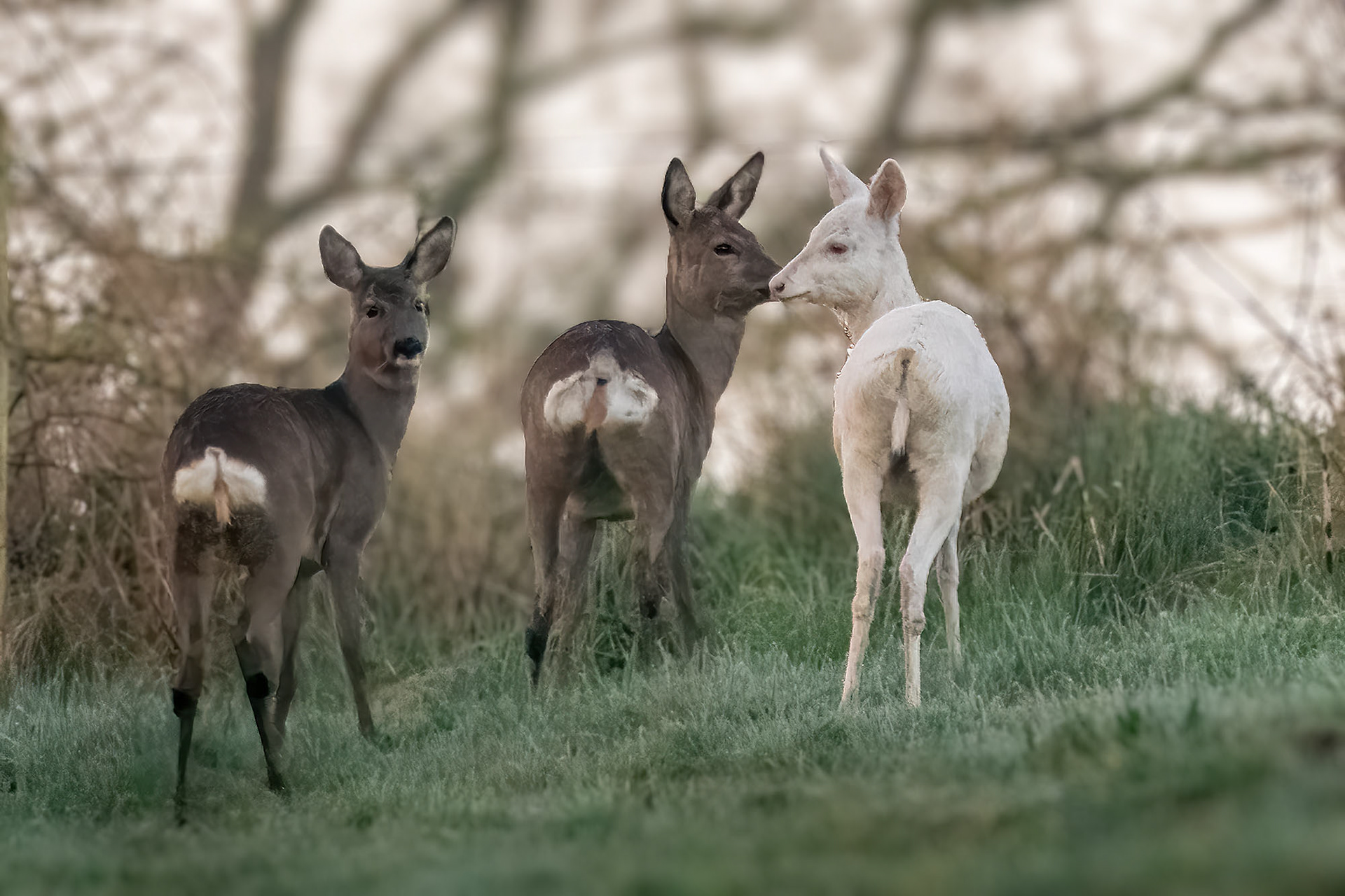 Rehfamilie mit Albino