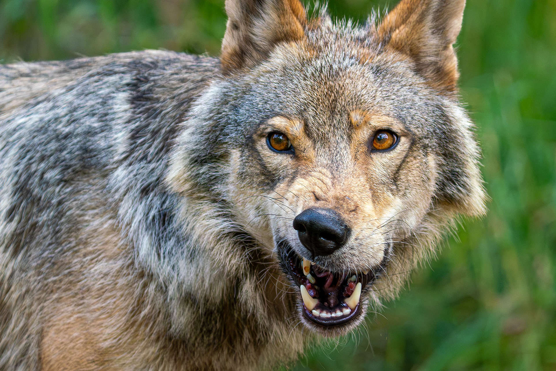 Gaia, eine 6-jährige Wölfin
