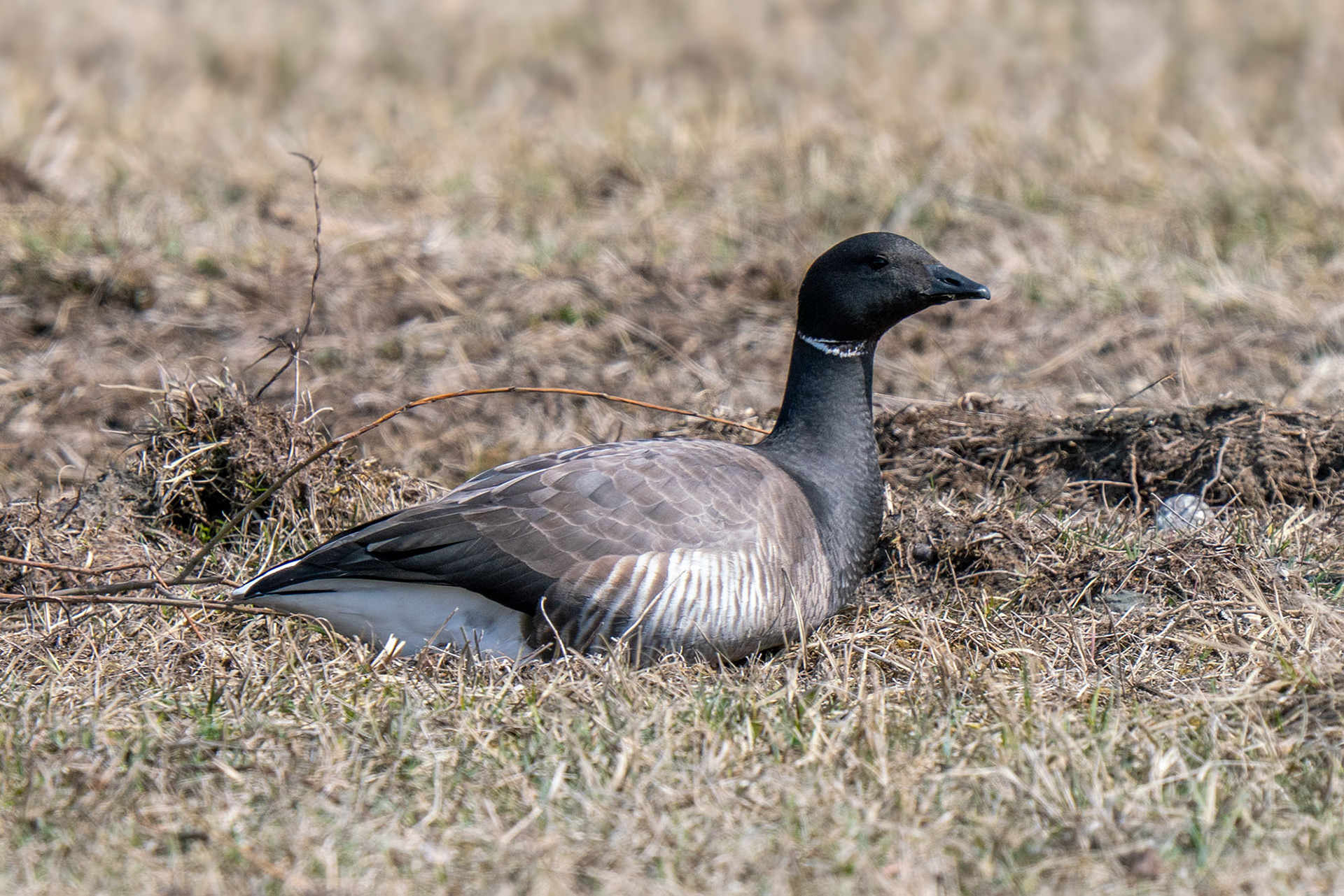 (Dunkelbäuchige) RINGELGANS (Branta bernicla bernicla), die Nominatform.