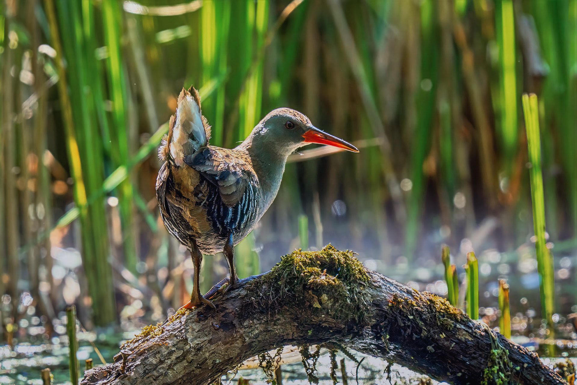 Wasserralle