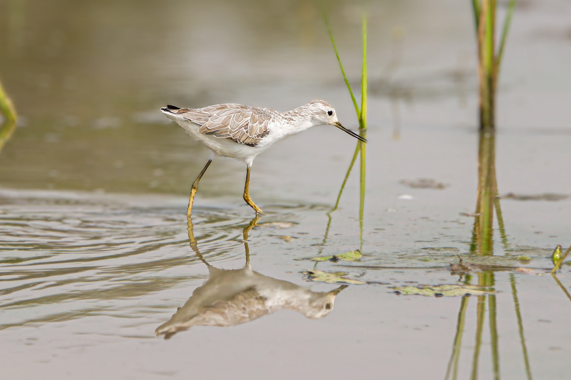 Teichwasserläufer / marsh sandpiper
