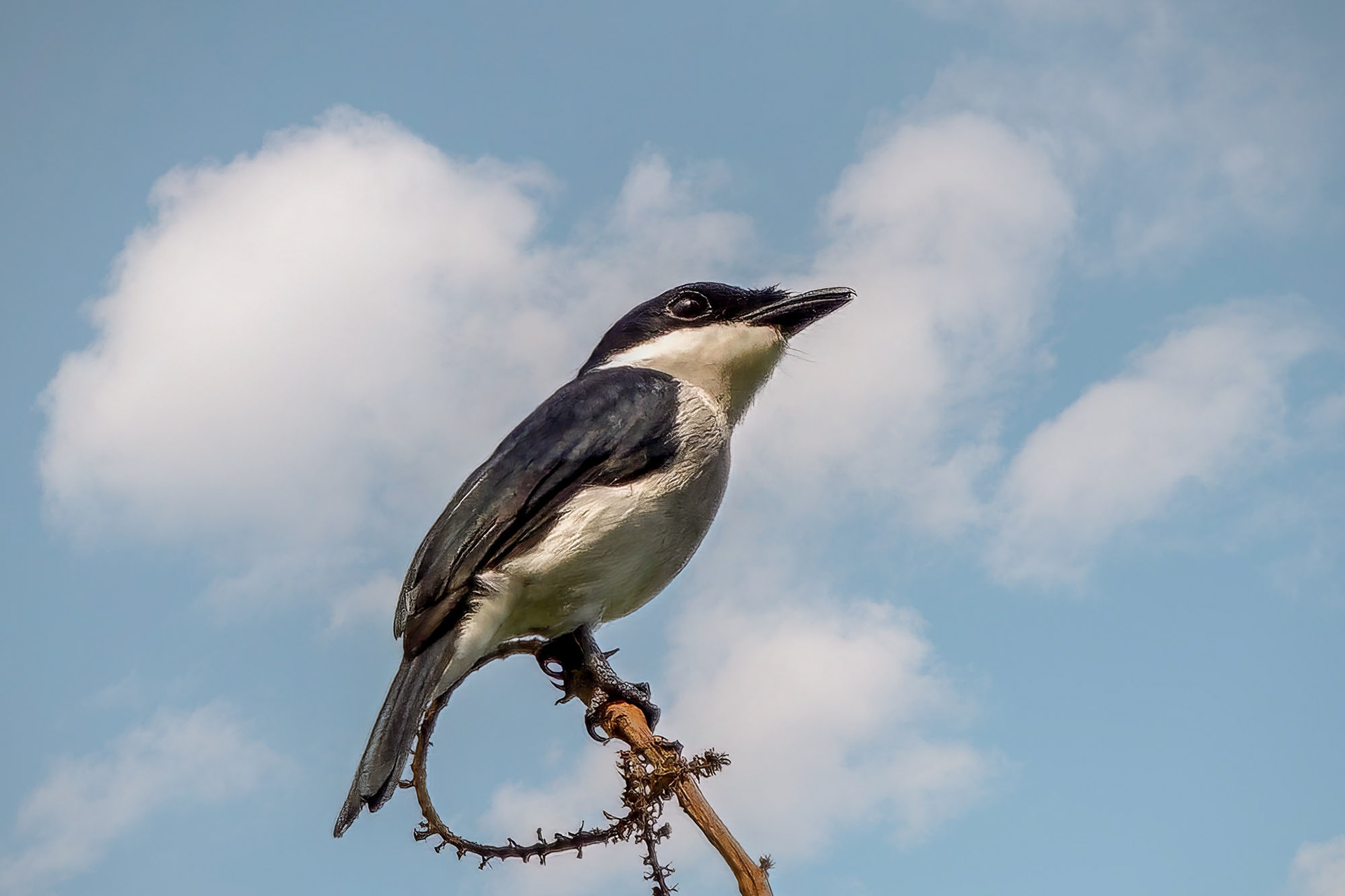 Sundaschnäppervanga
