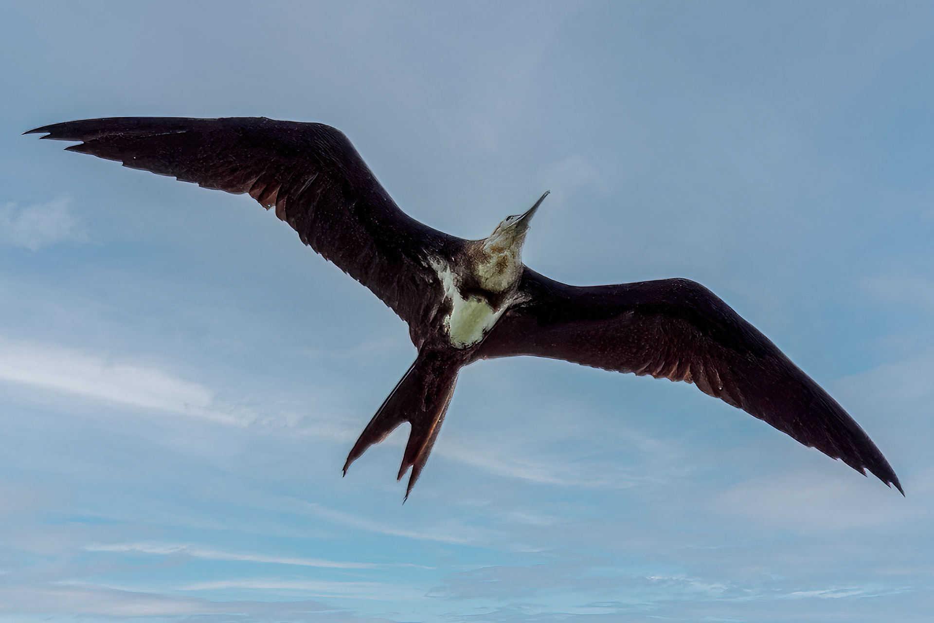 juvenile
