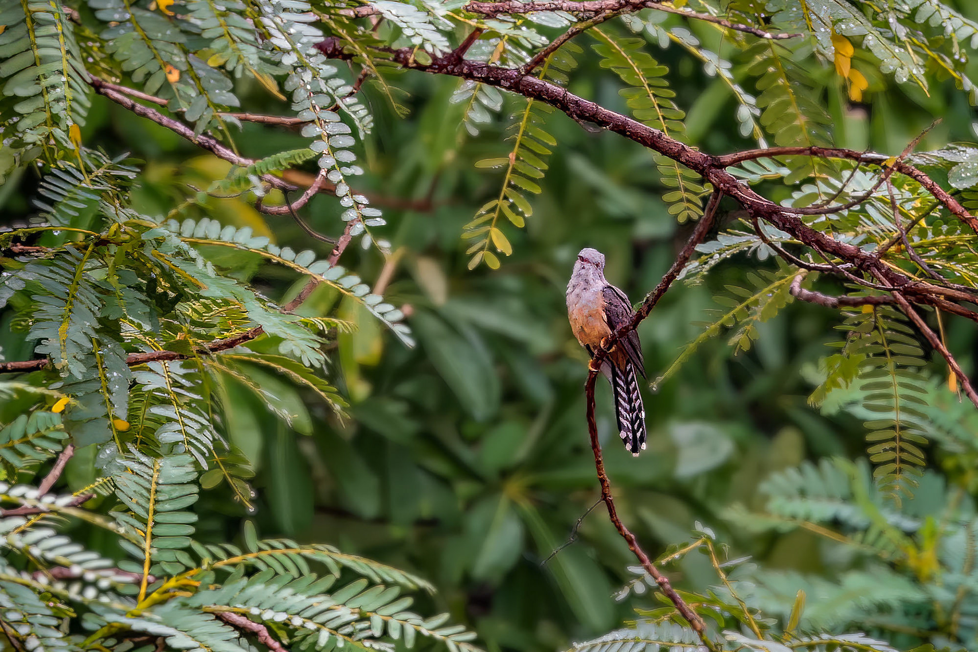 Klagekuckuck (male)