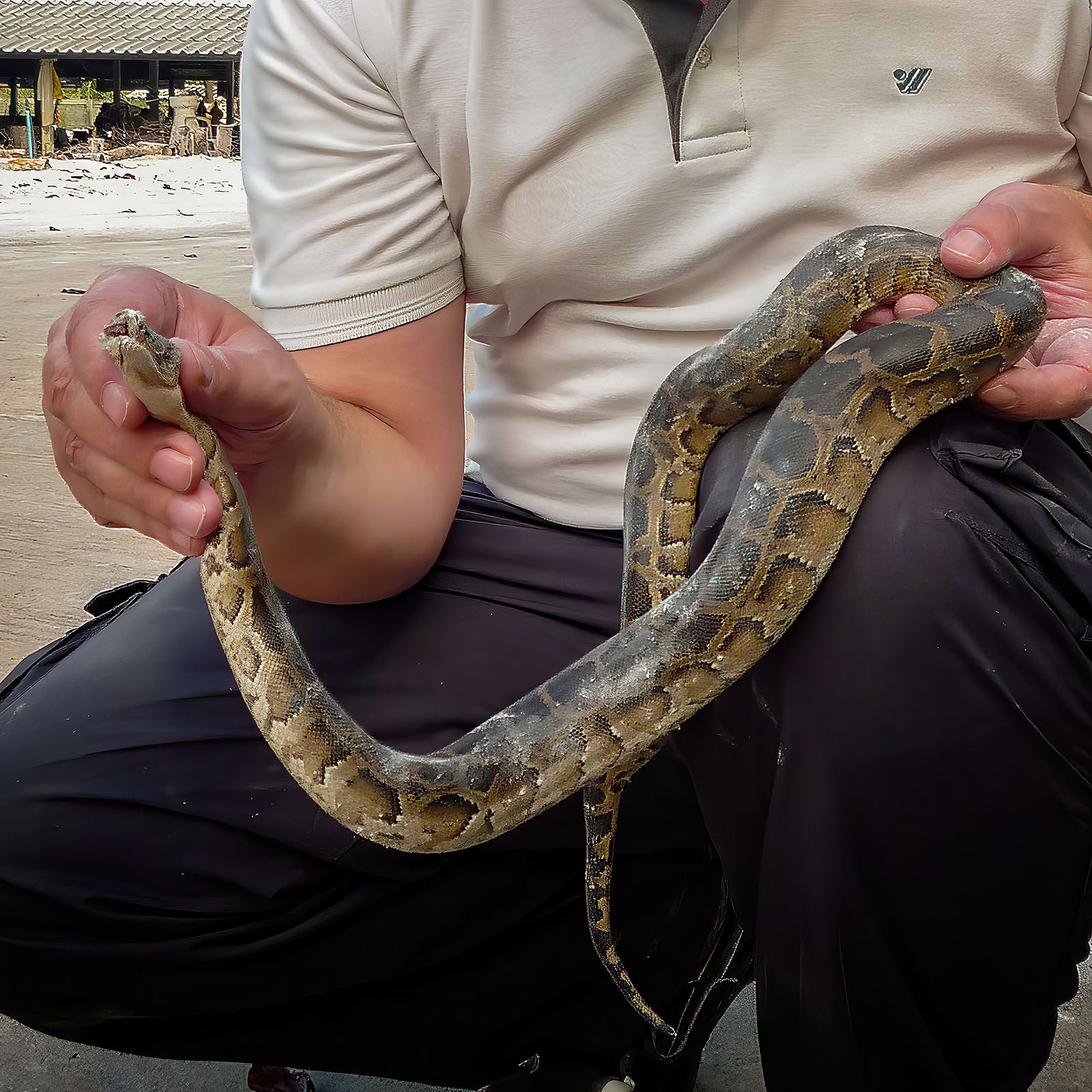 Dunkler Tigerpython Jungtier