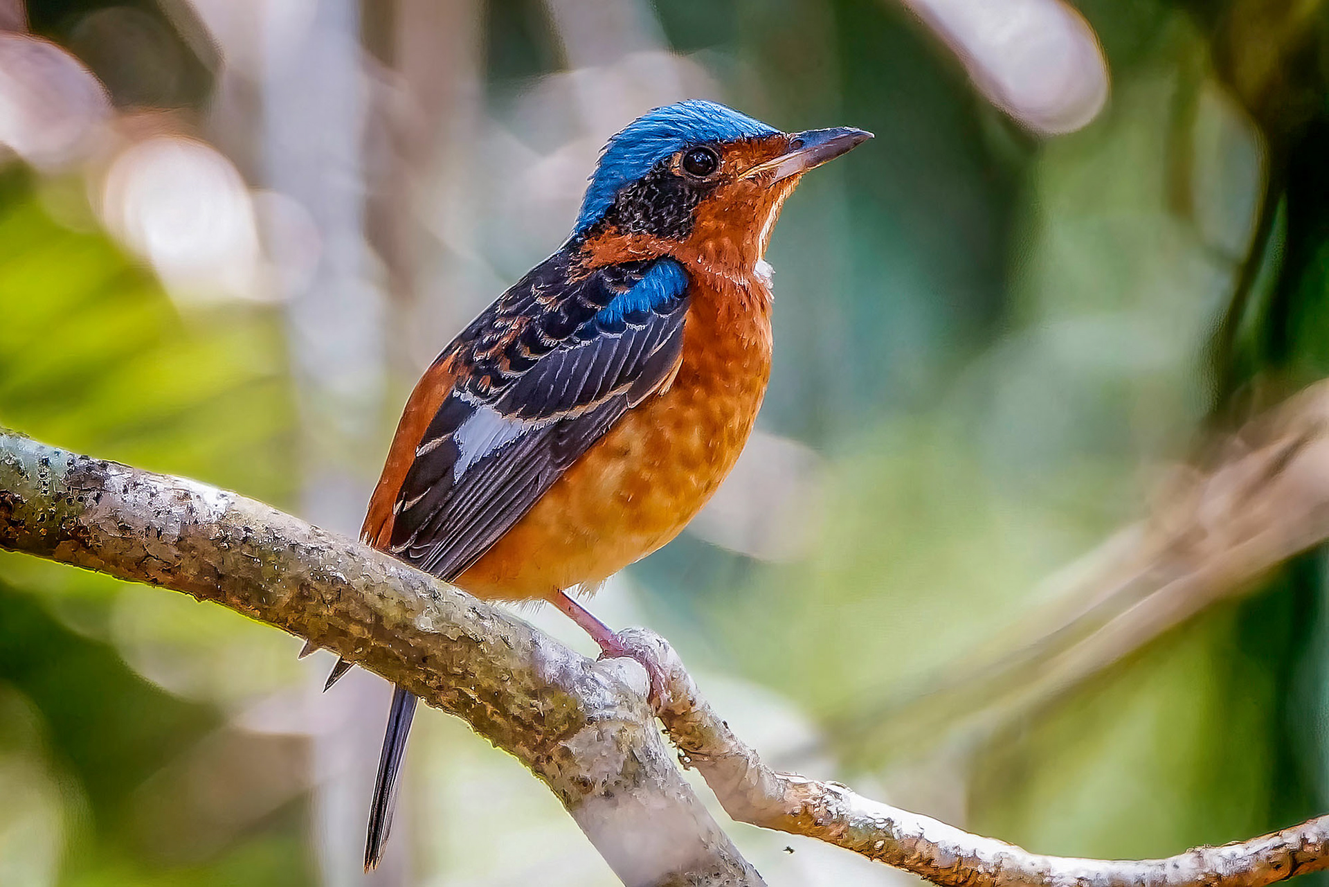 Amurrötel (M) / White-throated Rock-thrush