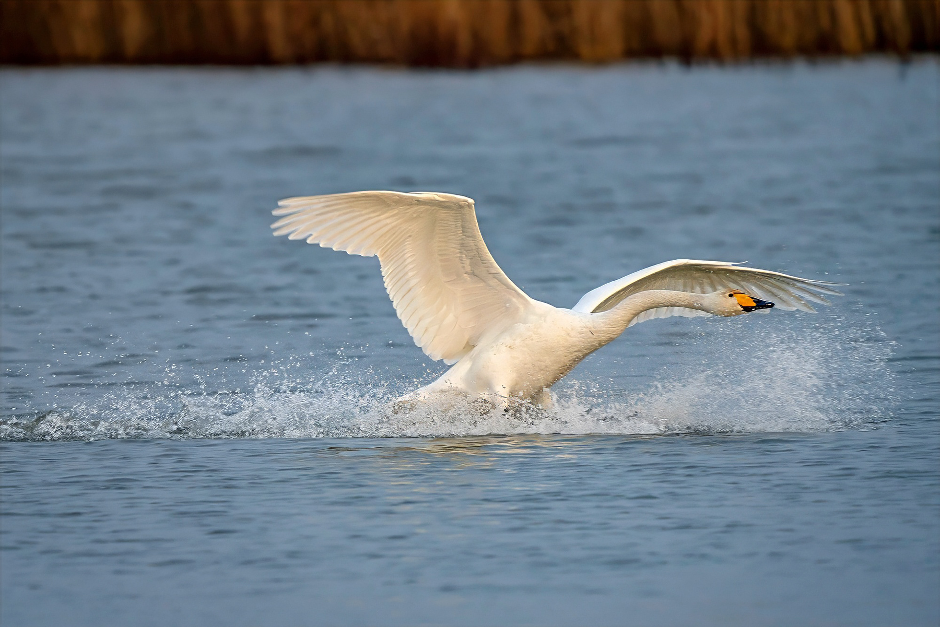 Singschwan