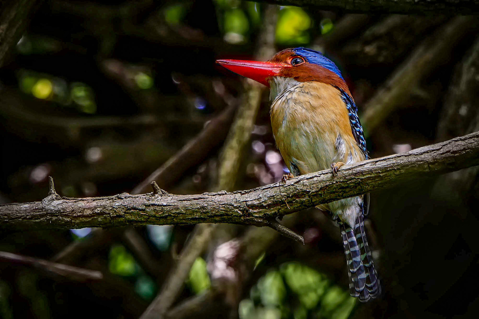 male