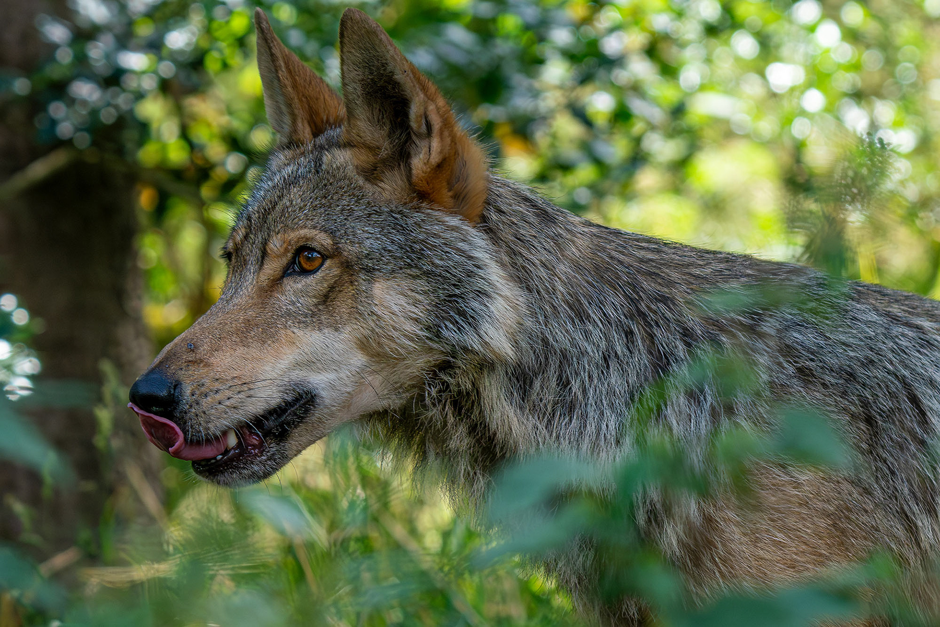 Gaia, eine 6-jährige Wölfin
