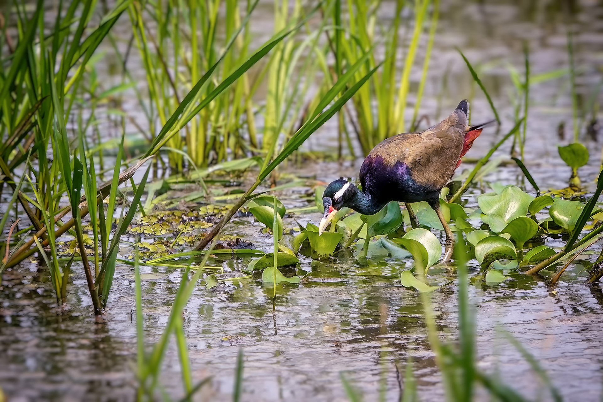 Bronzeblatthühnchen / bronze-winged jacana