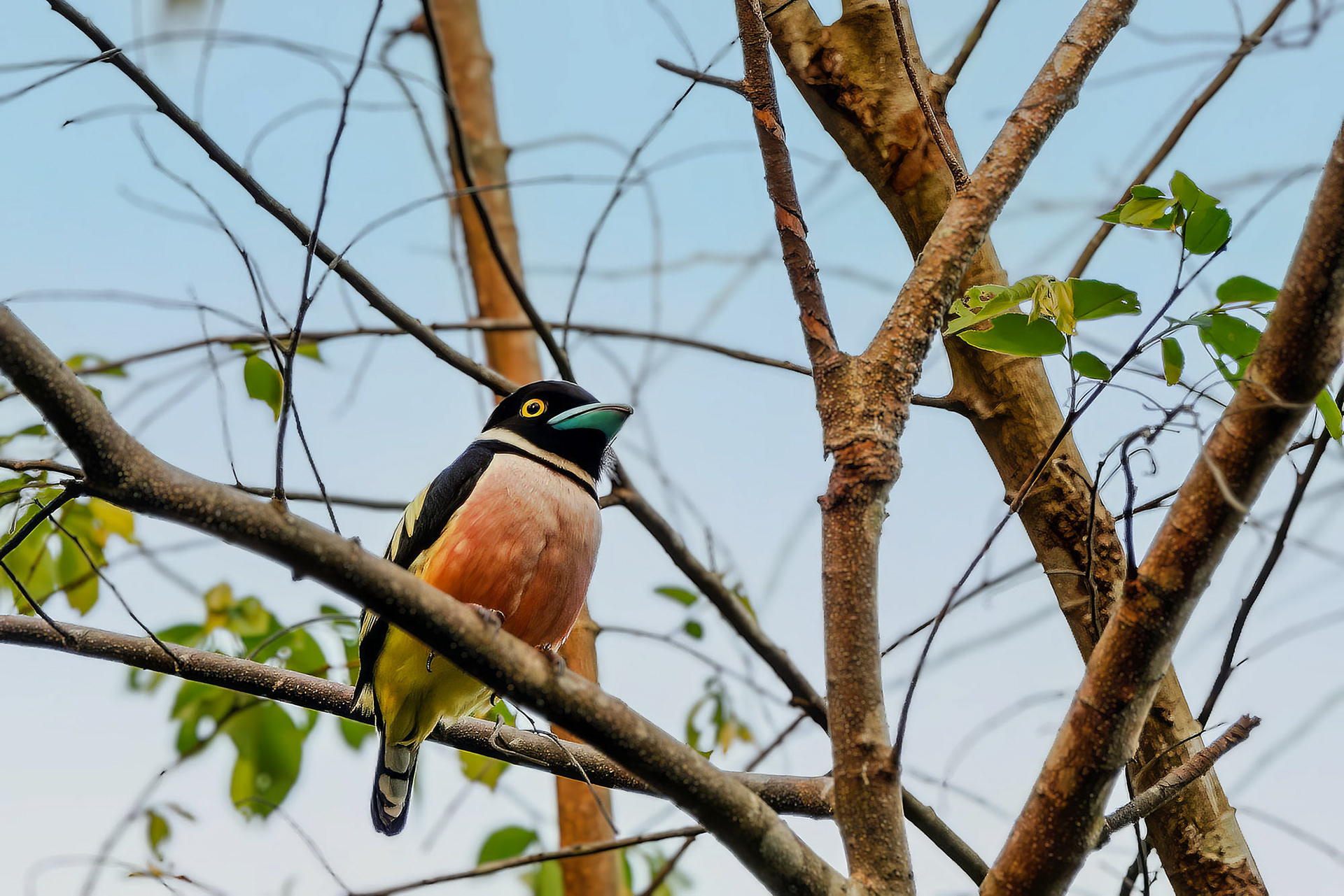 male