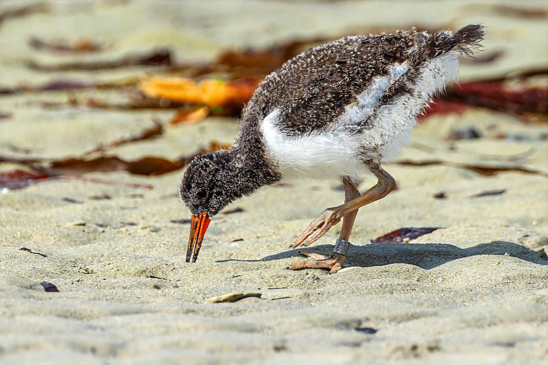 Austernfischer, juvenile