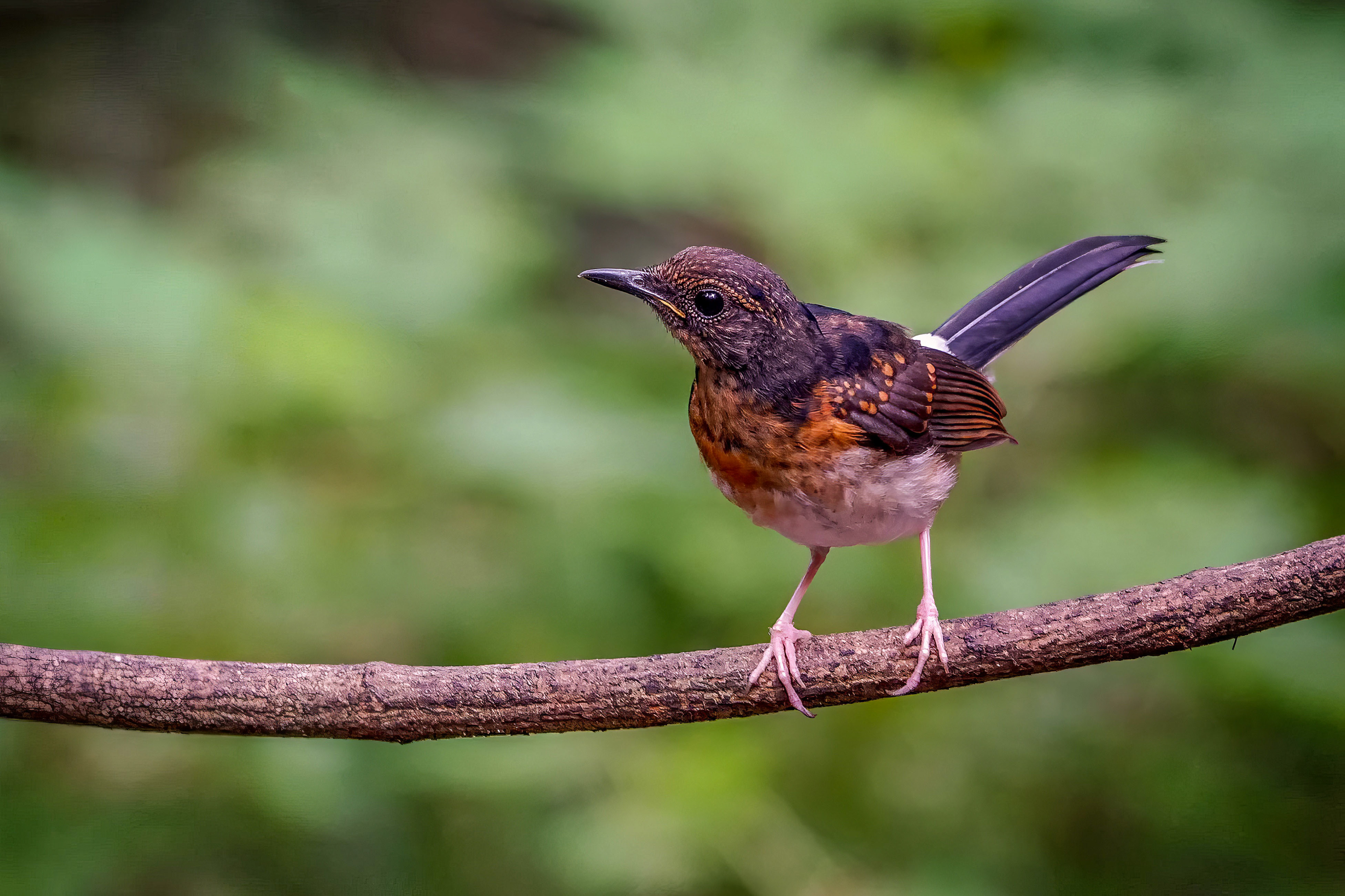 Schamadrossel (Juv) / White-rumped Shama