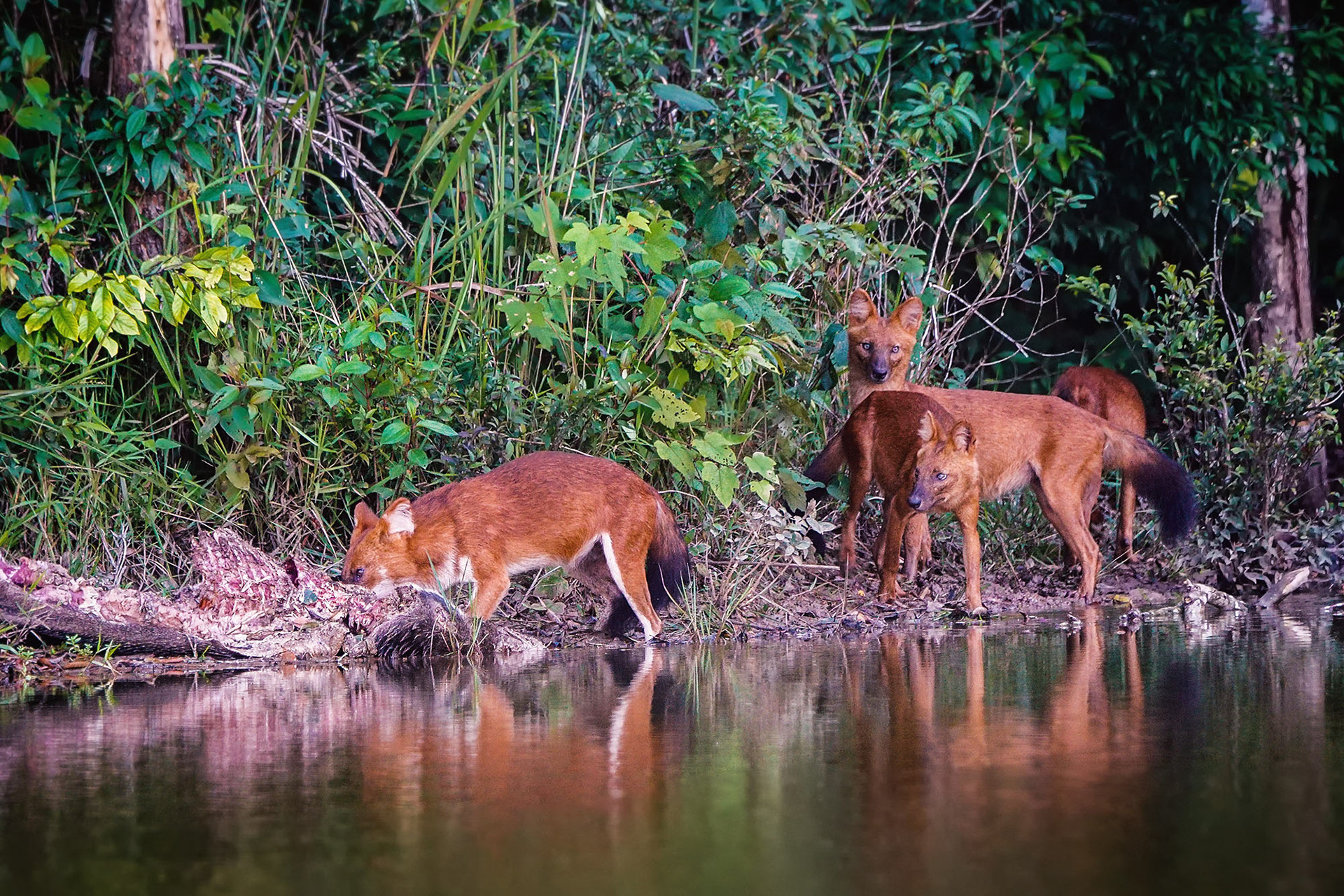 Asiatischer Wildhund, auch Dhole oder Rothund genannt