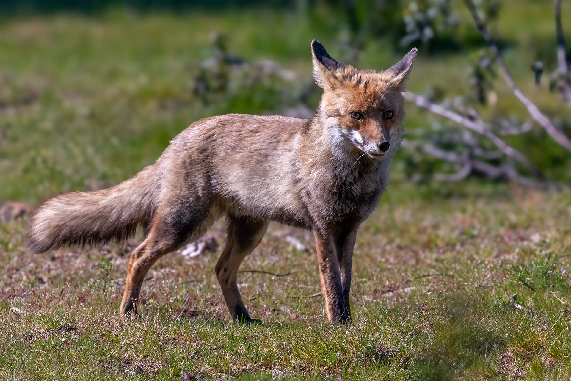 Iberischer Rotfuchs